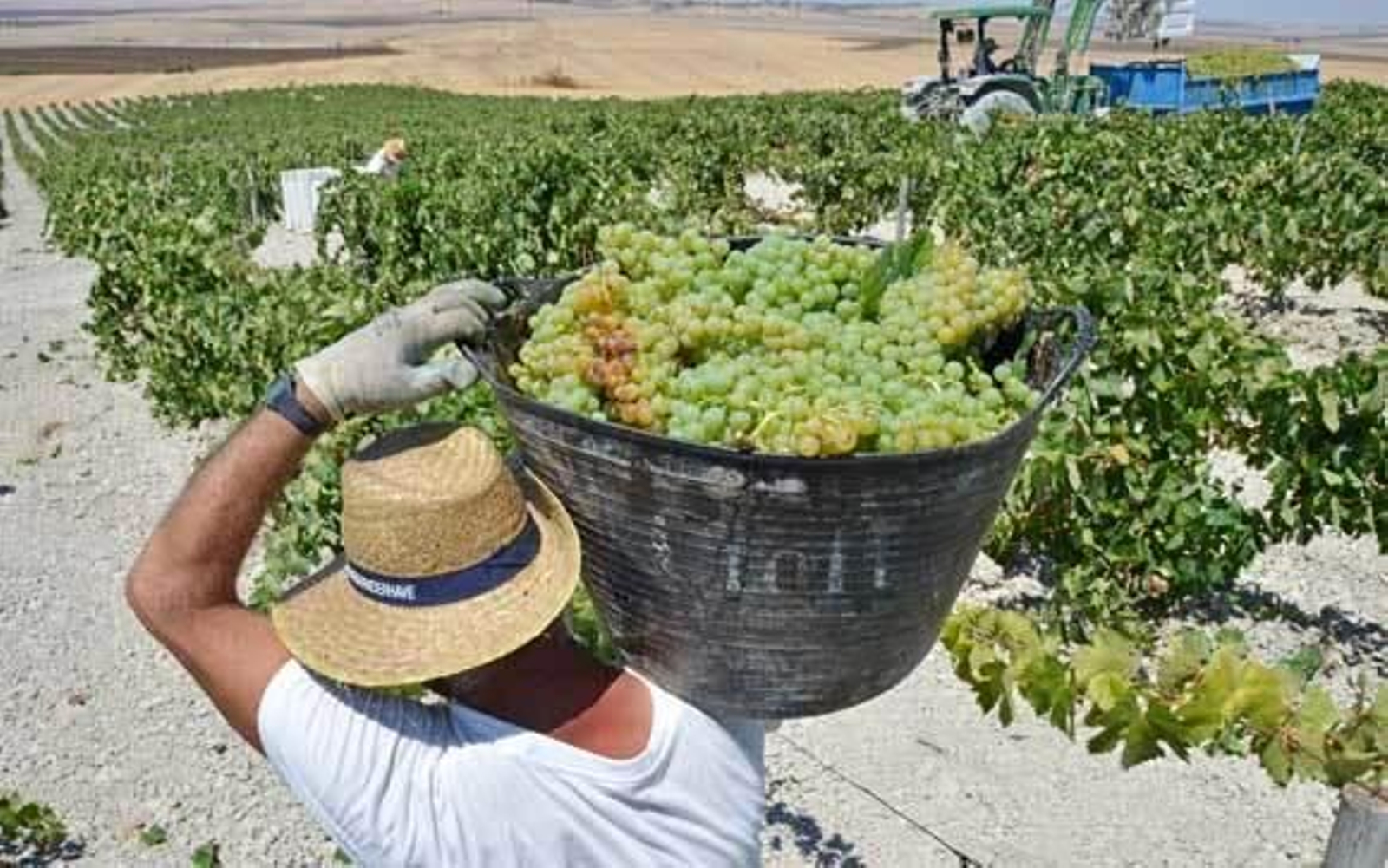Viñedo del Marco de Jerez en el inicio de la vendimia en agosto del año pasado. /Manuel Aranda