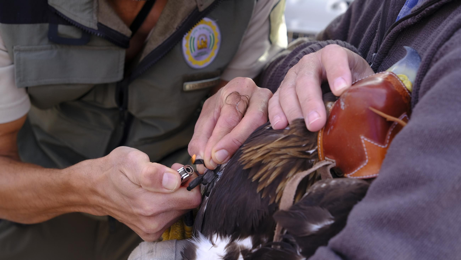 Suelta de un águila imperial, en imágenes