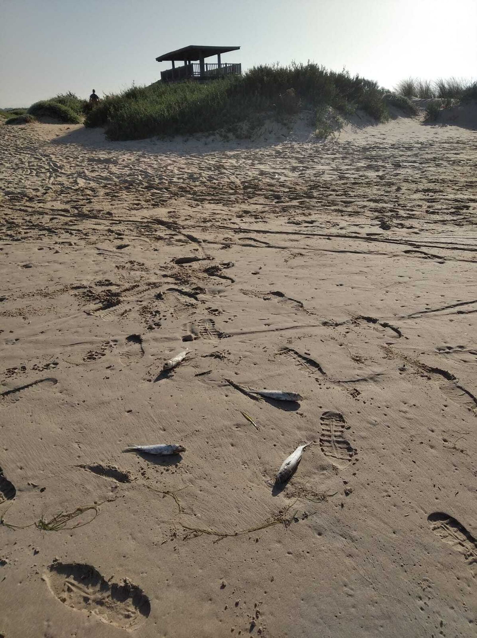 Otra imagen de los peces que arroja la marea de manera dispersa por toda la playa y la zona del Río San Pedro.