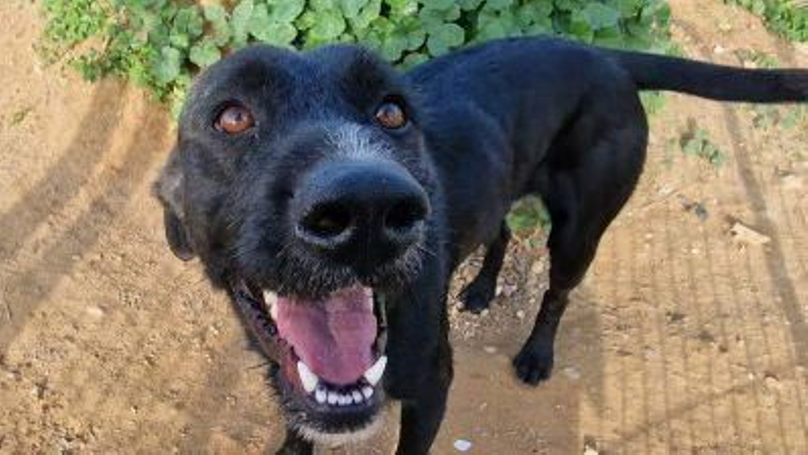 Hugo, uno de los perros en adopción en RGSA.