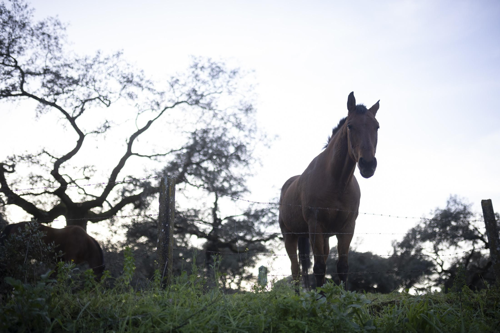 Imágenes de La Nava