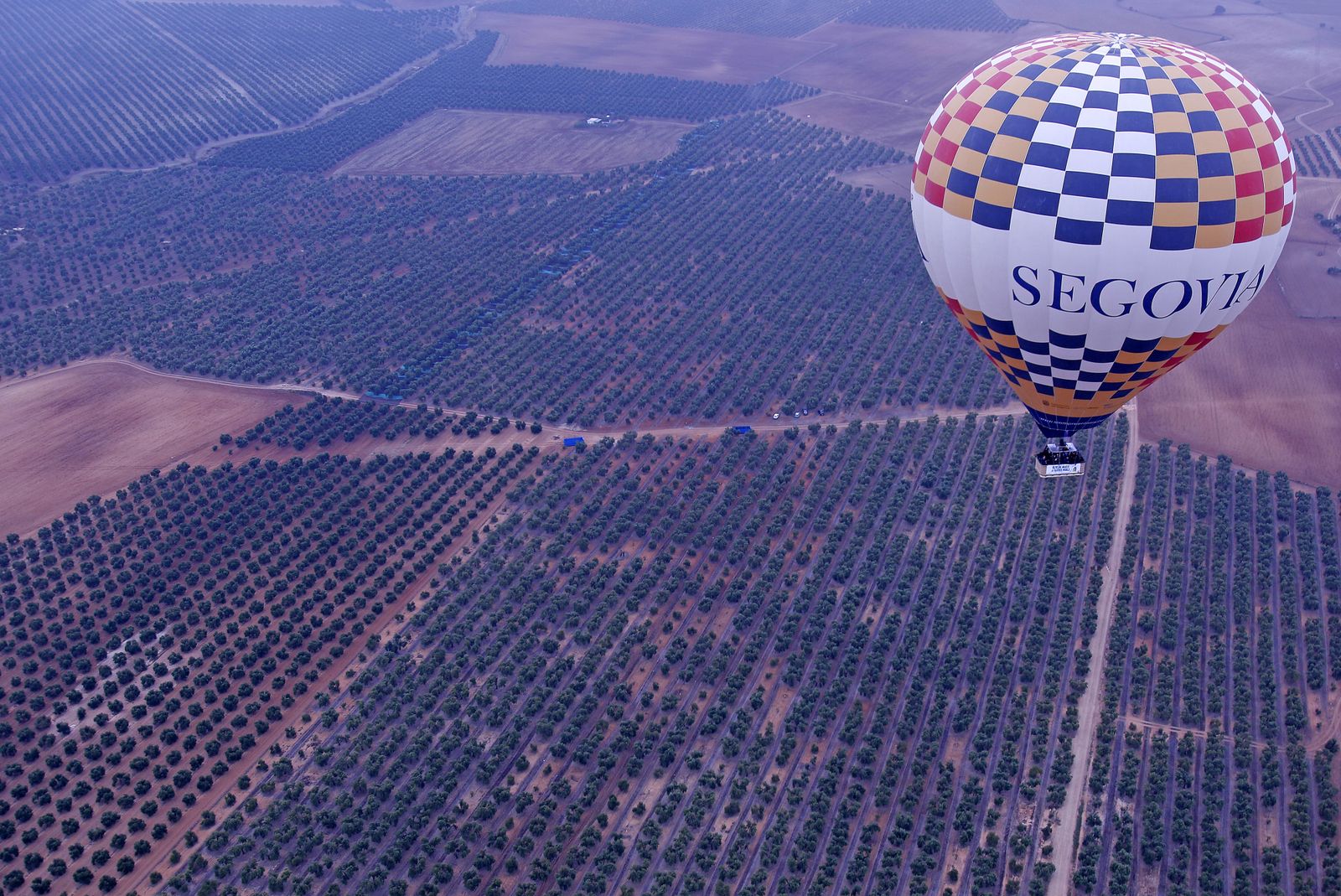 Reportaje sobre el aceite de oliva