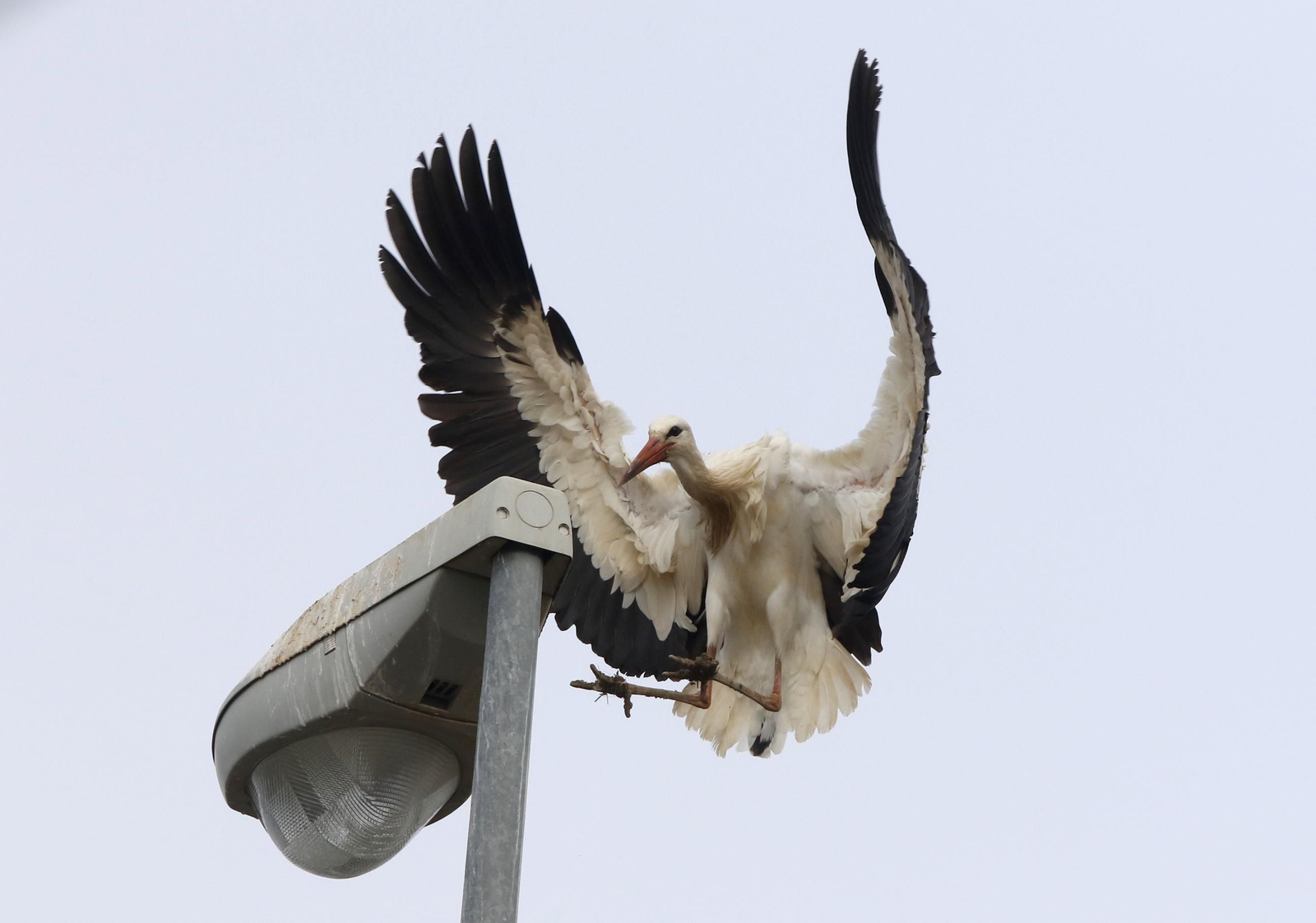 Córdoba, hogar de las cigüeñas también en invierno