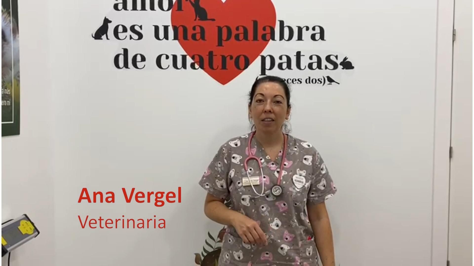 Mas que mascotas: Mi mascota tiene un problema de corazón Mas que mascotas: Mi mascota tiene un problema de corazón