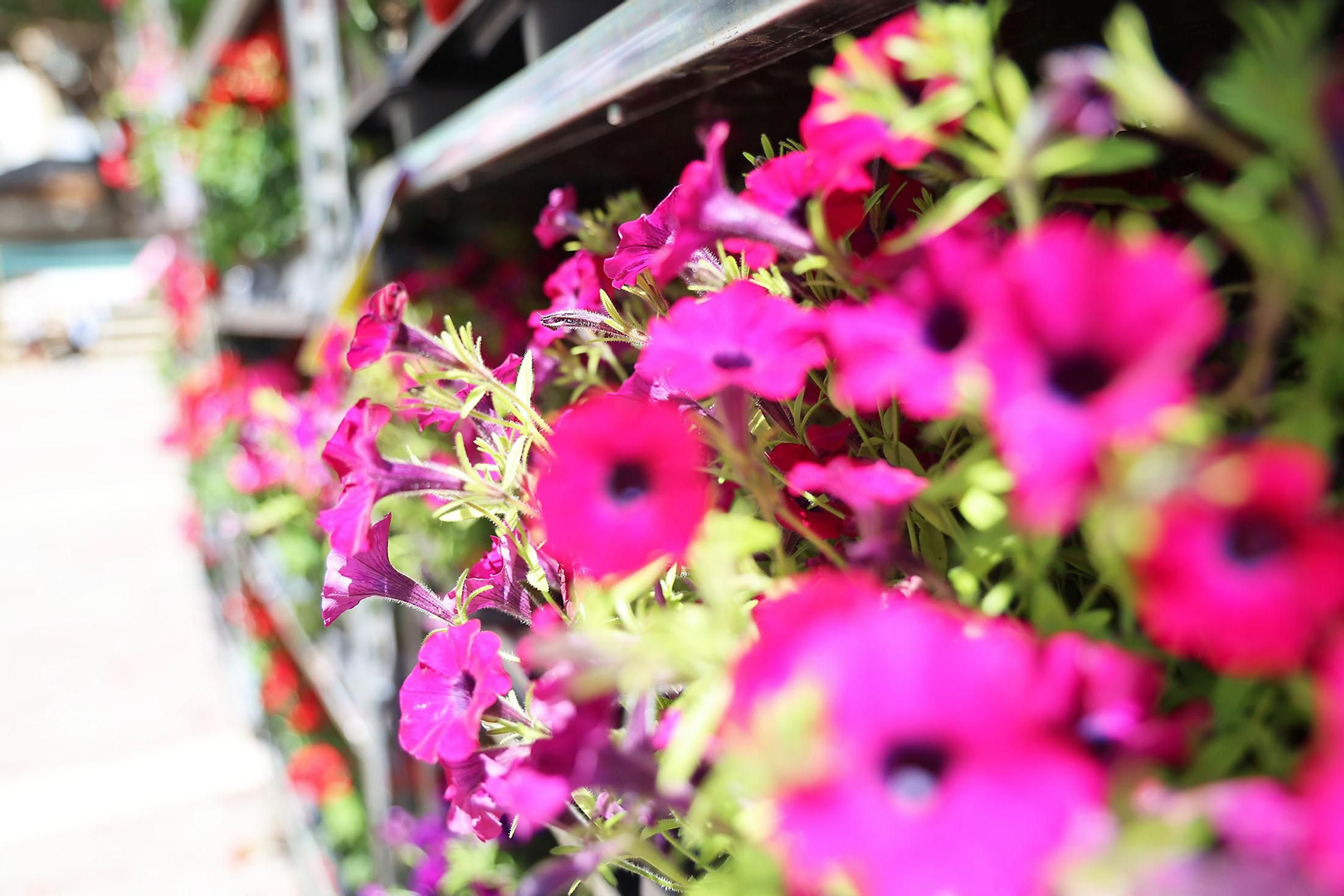 Imágenes del mercado floral ubicado en la Plaza de las Monjas de Huelva