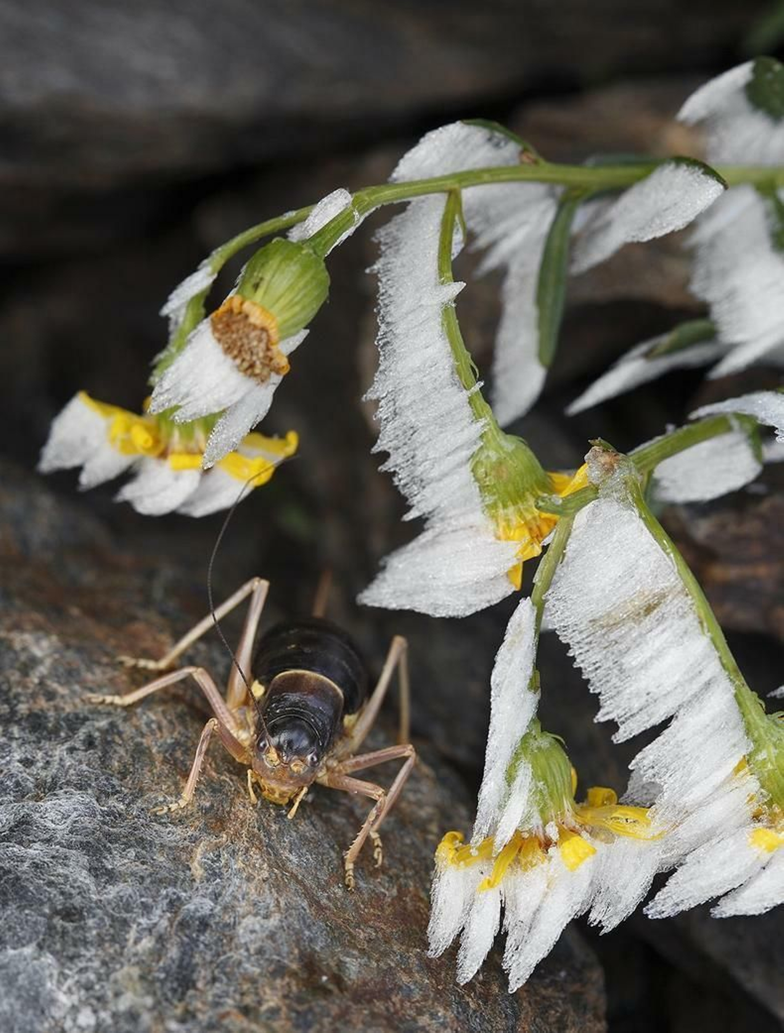 El 'Senecio nevadensis' y la 'Baetica ustulata', dos endemismos de las altas cumbres, con nieve en plena floración.