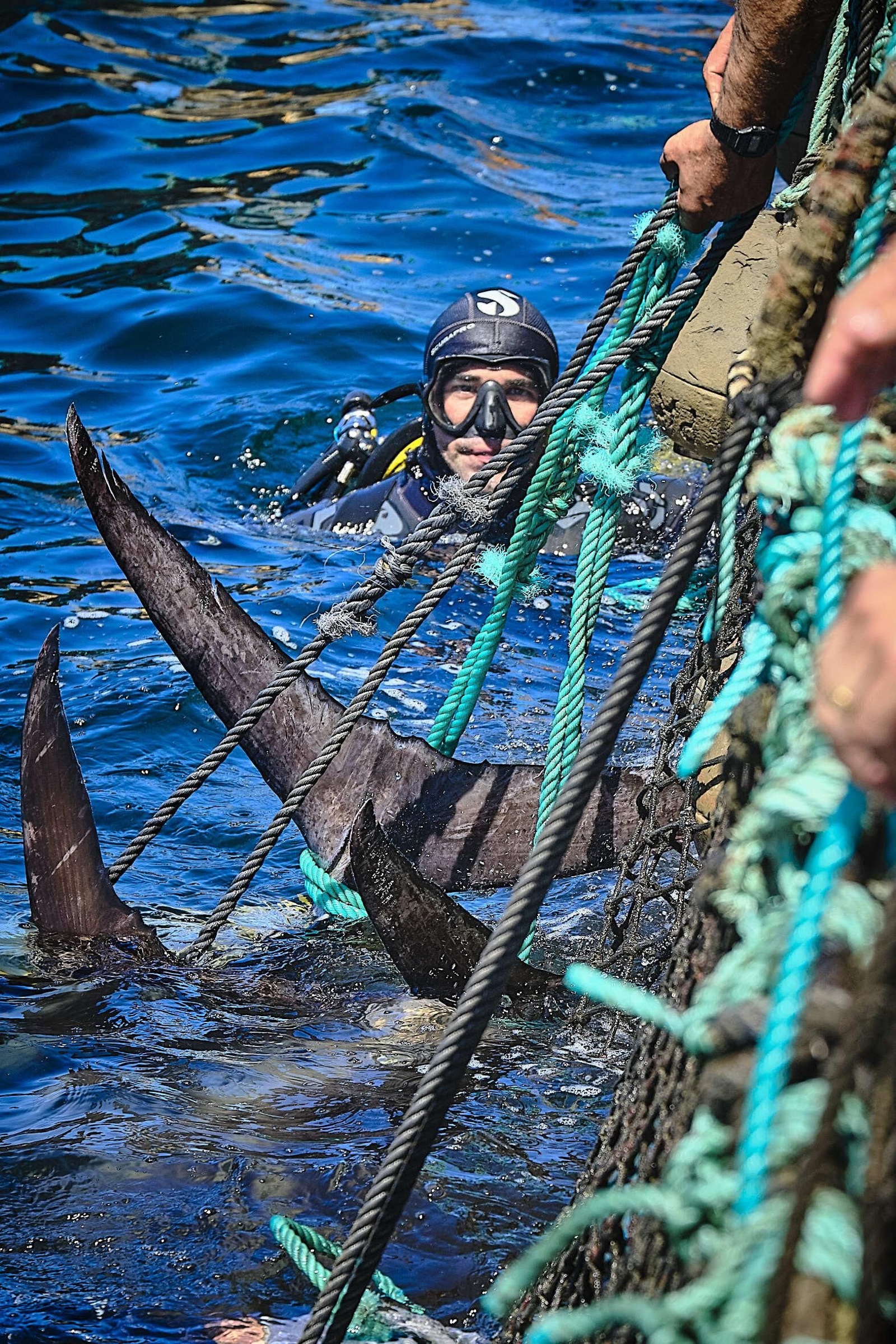 Almadraba de Barbate. Imágenes de la primera 'levantá' de atunes.