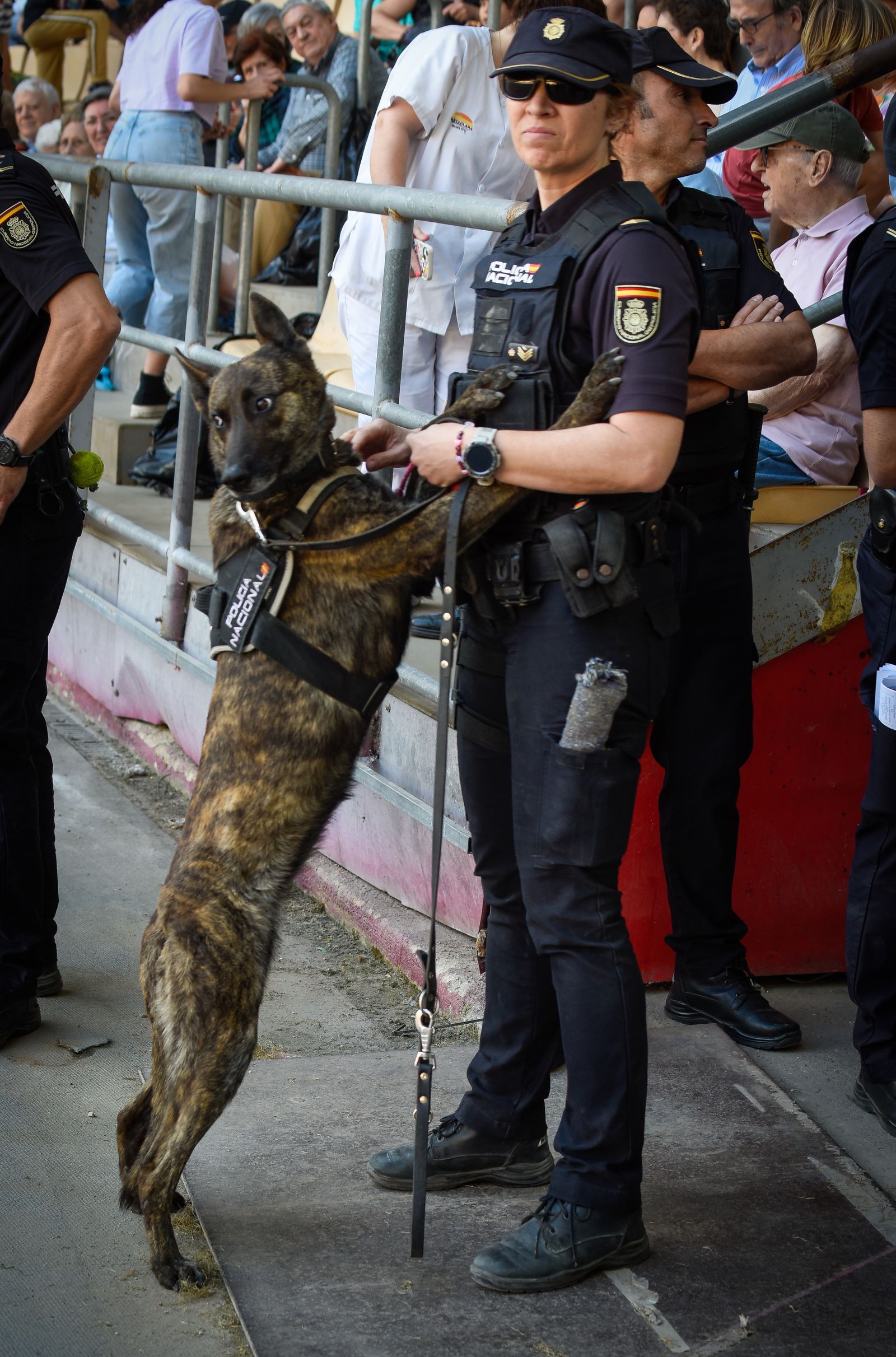 La exhibición policial con participación de la Unidad Aérea, Guías Caninos y Caballería, en imágenes