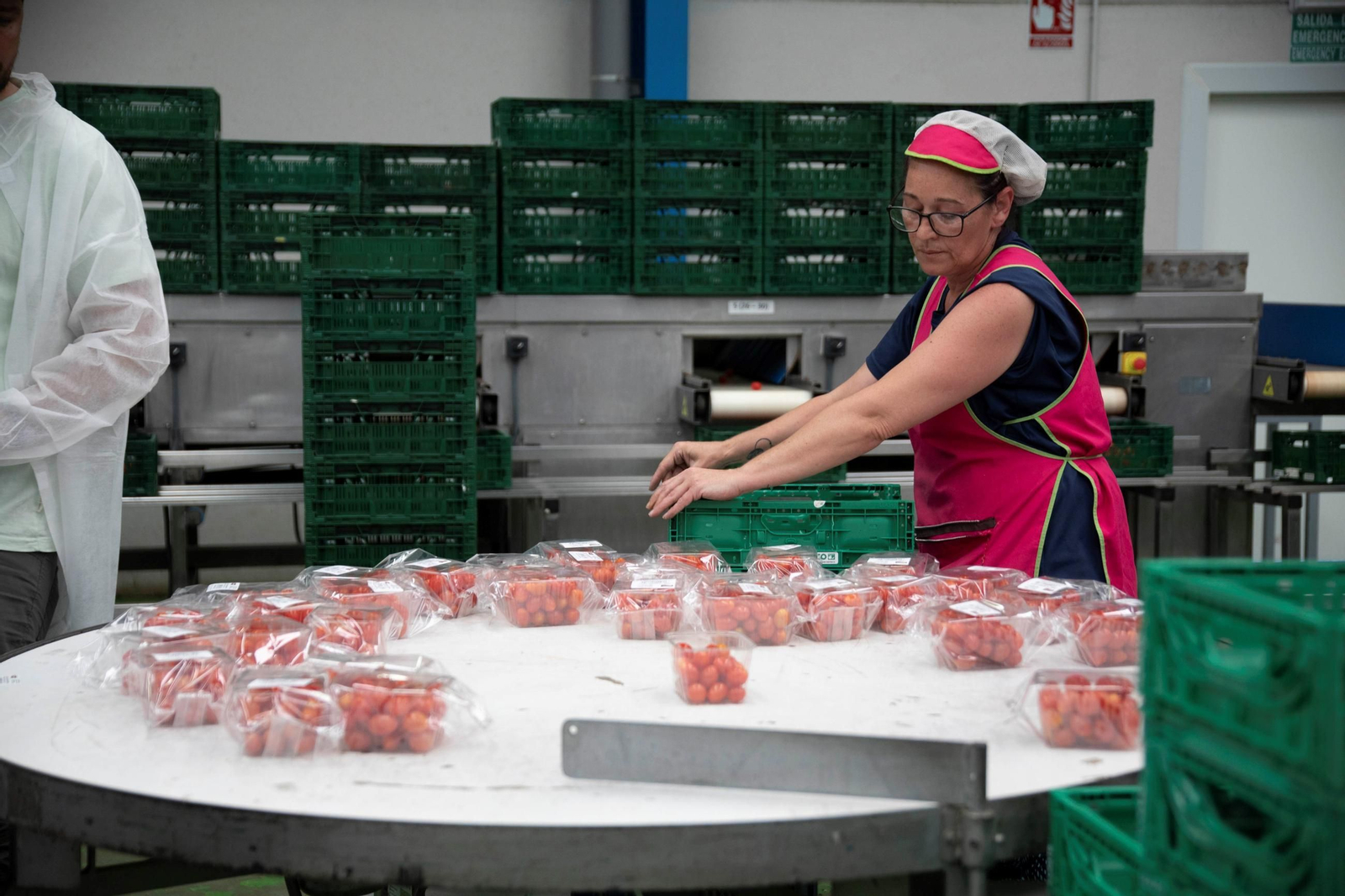 Vea cómo es el trabajo con las fantásticas sandías Premium en Grupo Caparrós