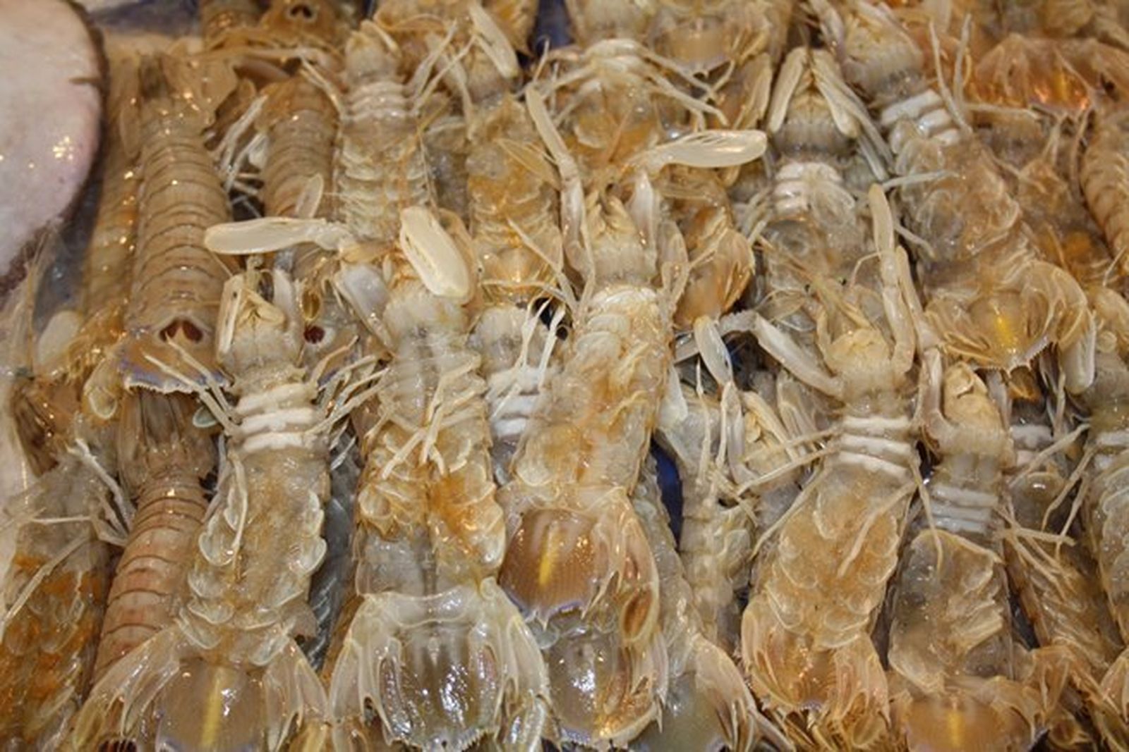 Galeras: 'Squilla mantis'