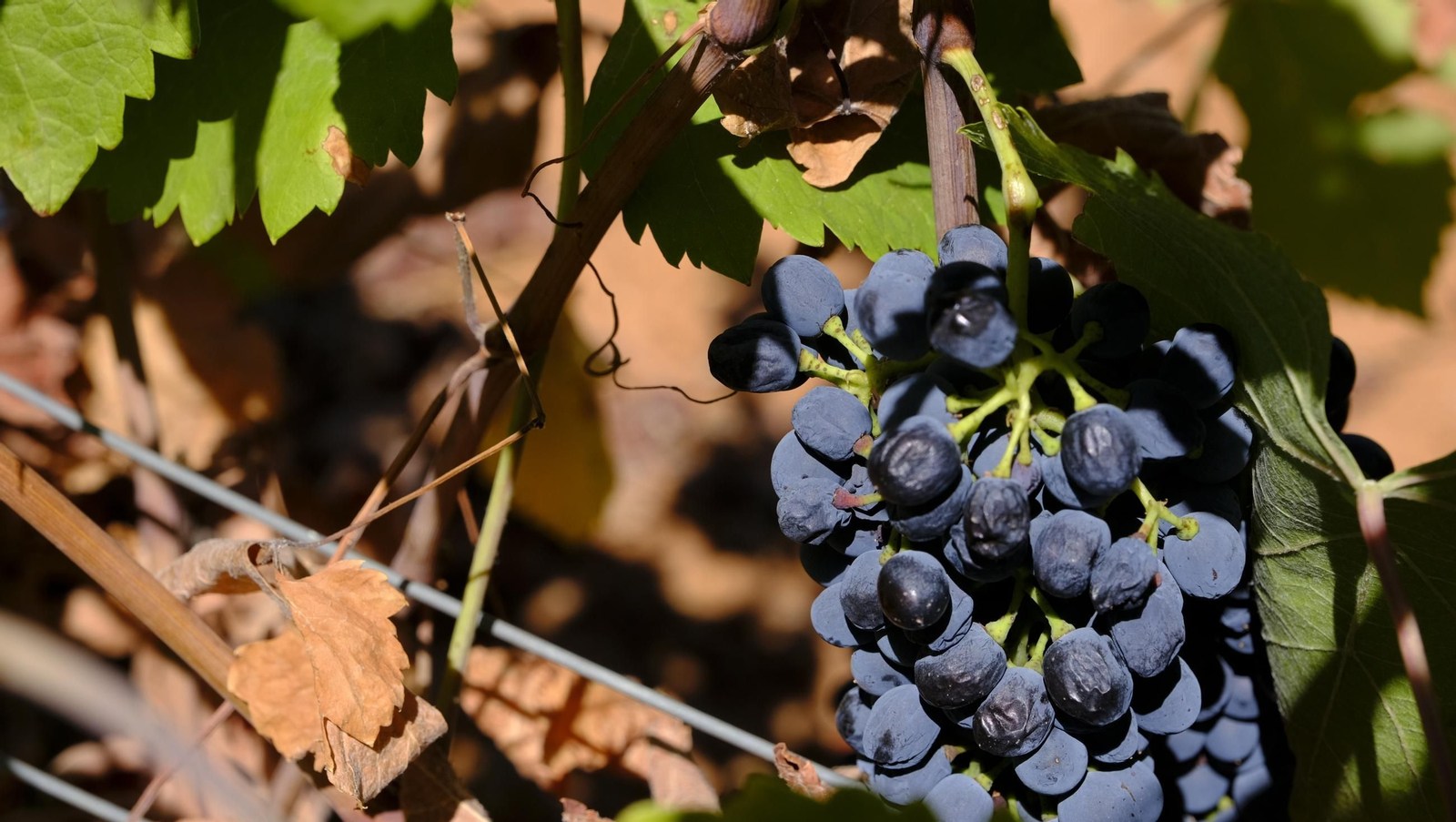 Las imágenes de la vendimia en la zona de Laujar de Andarax