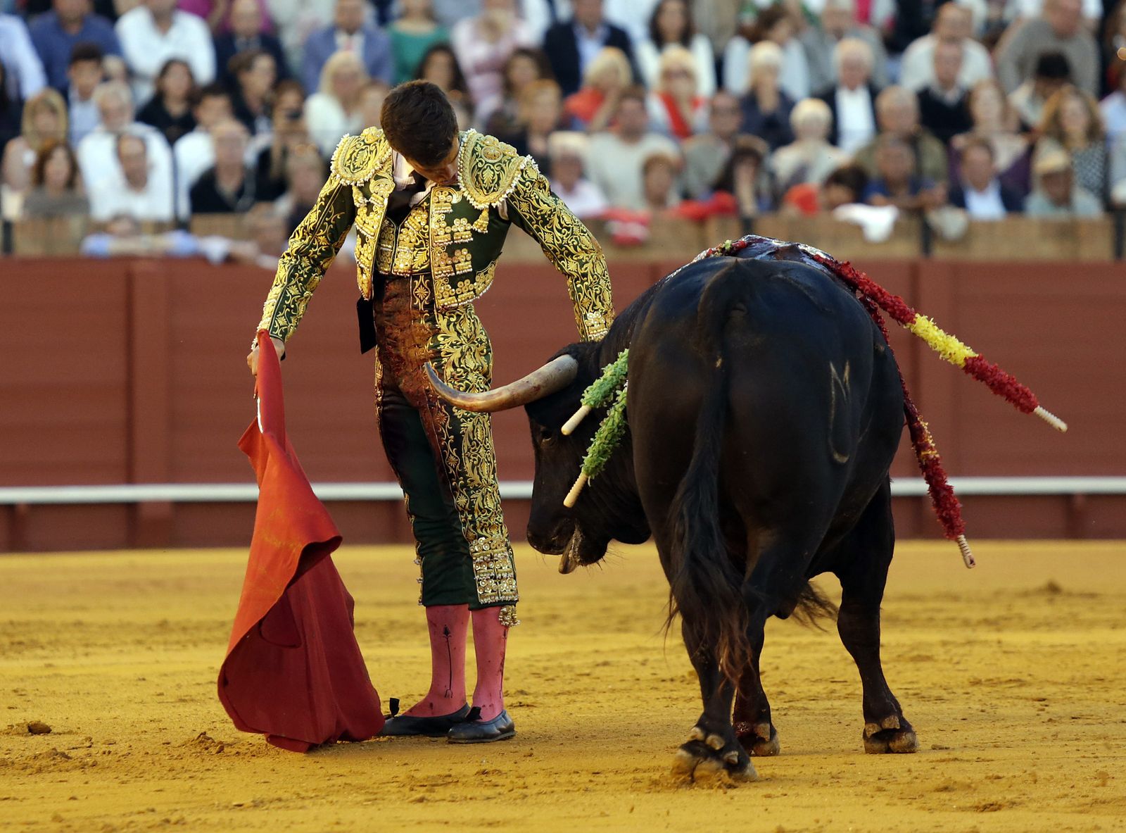 David Galván torea en la Maestranza de Sevilla