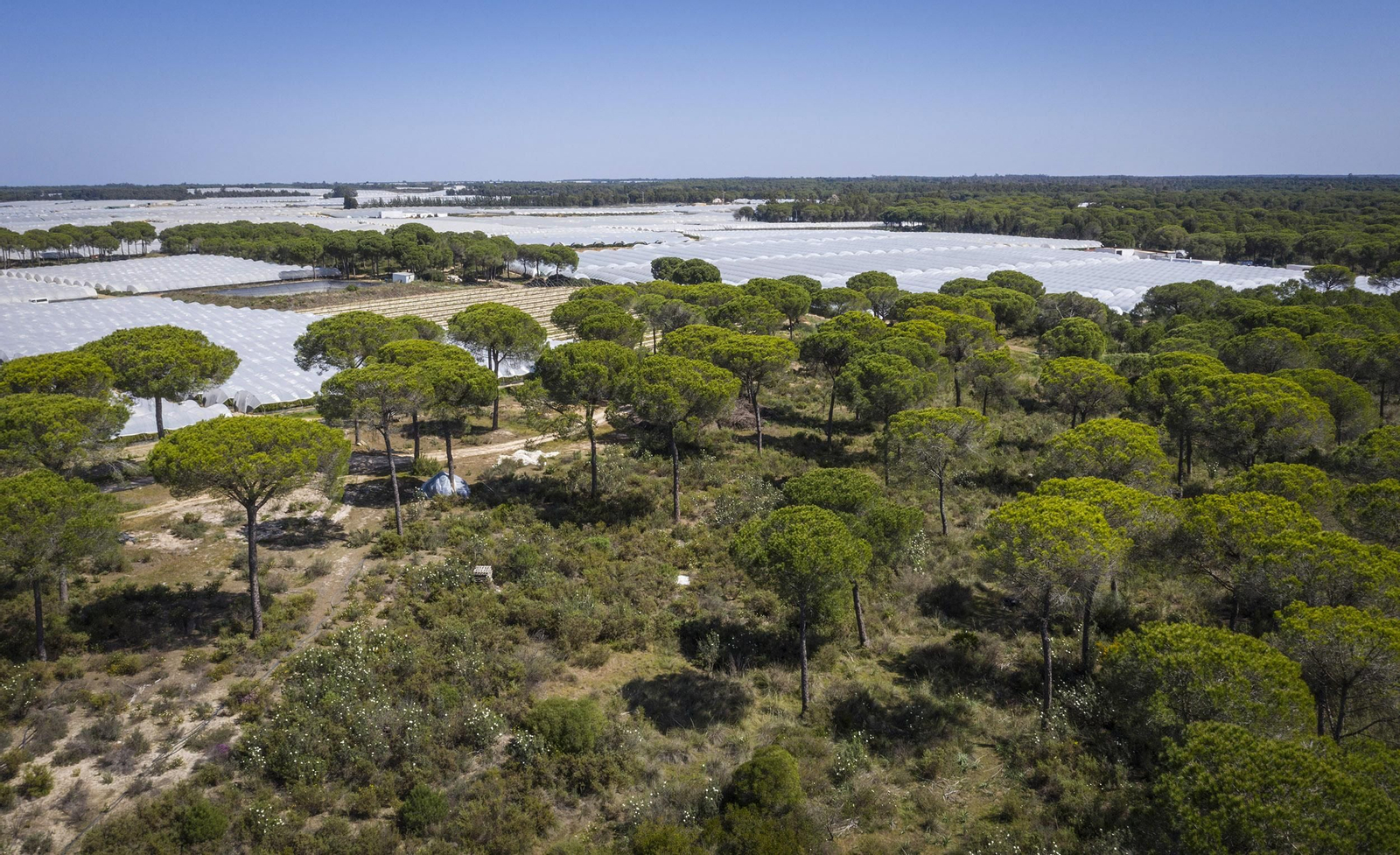 Cultivos en el entorno del Parque Nacional de Doñana.