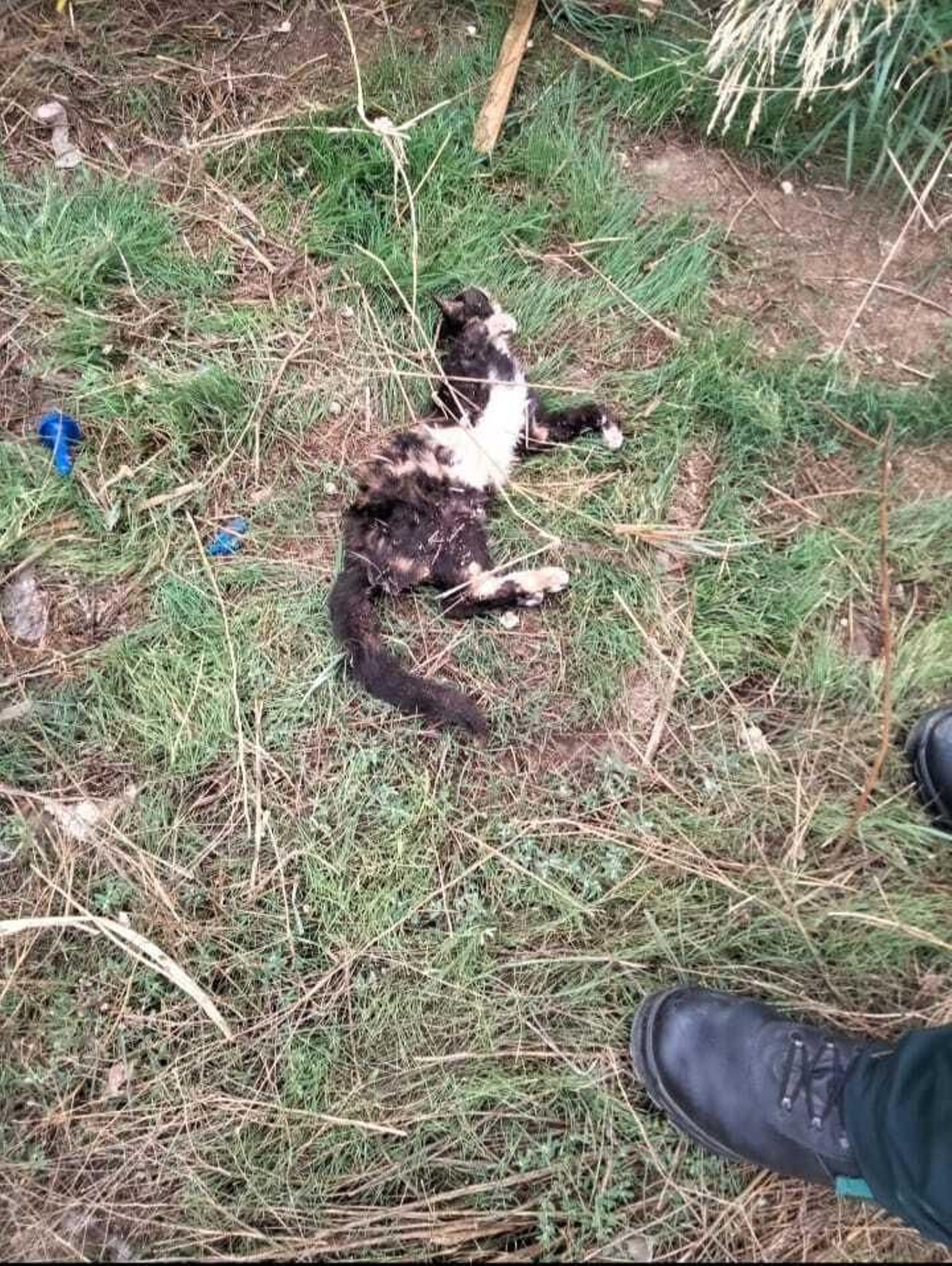 Gato encontrado muerto