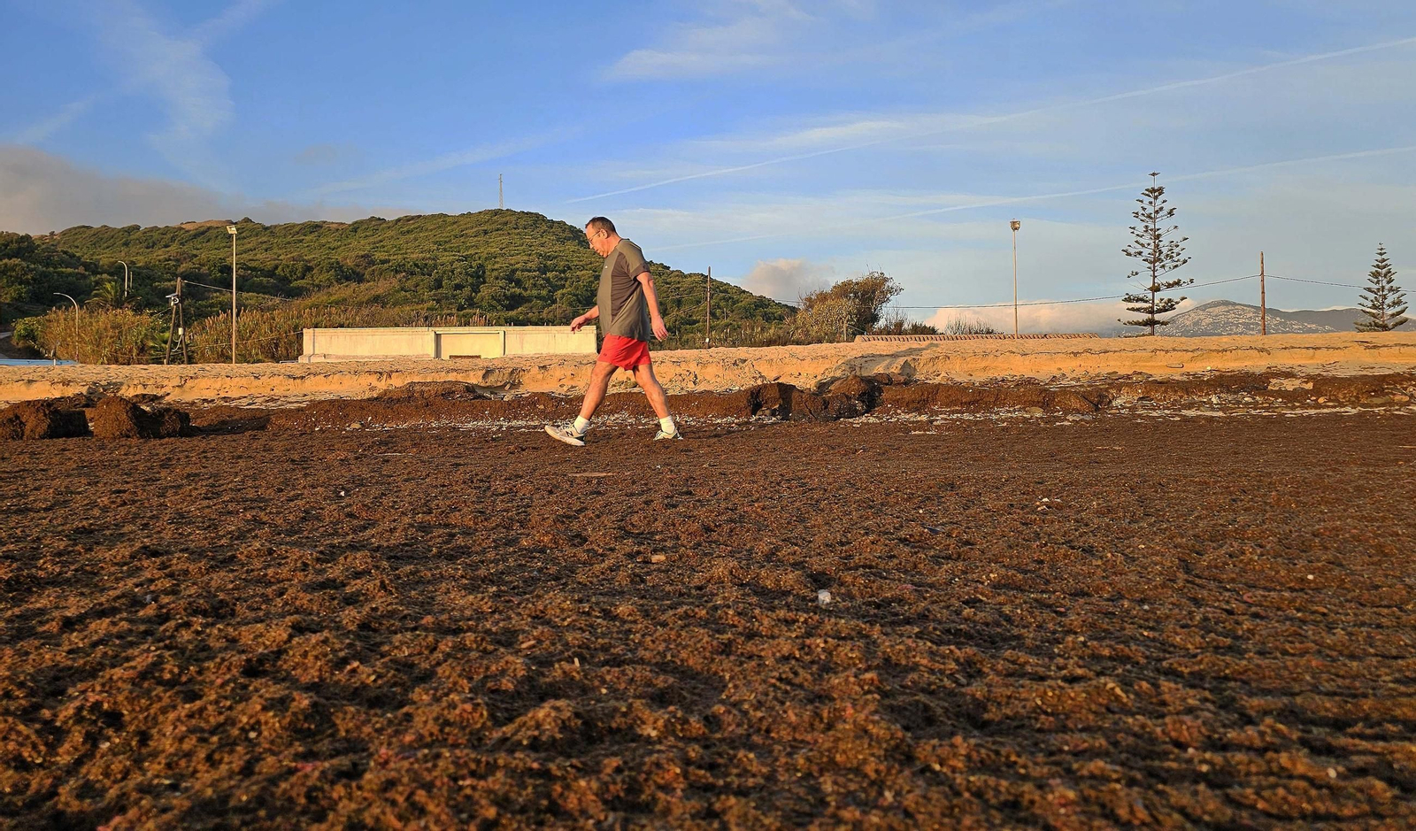 Fotos del nuevo arribazón de alga asiática en la playa de Getares de Algeciras