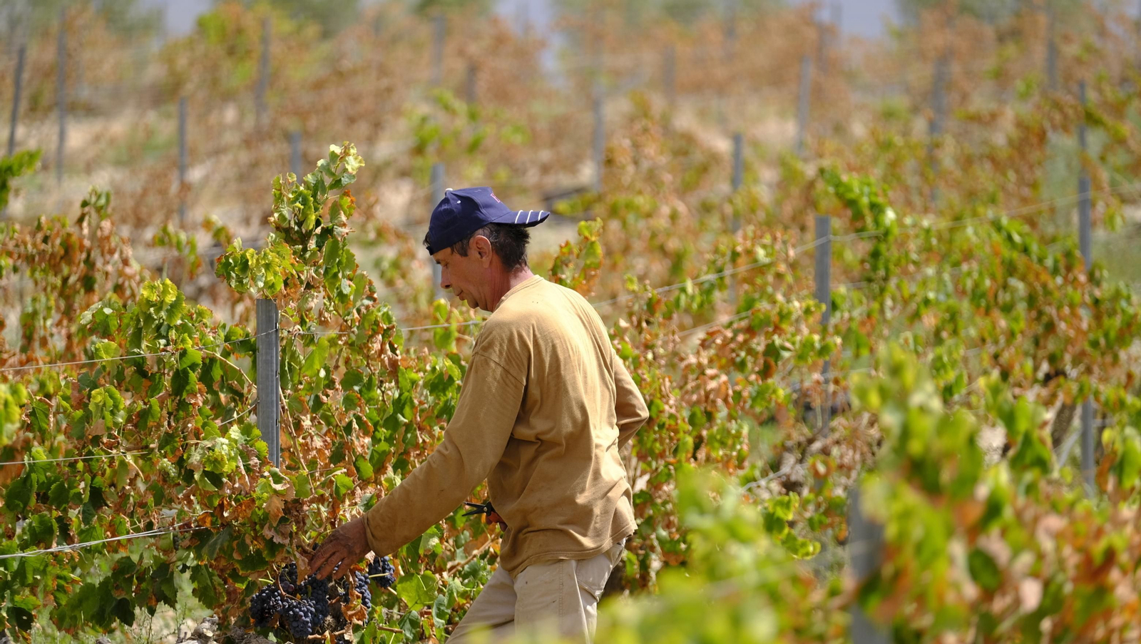 Llega la vendimia a las Bodegas Perfer, en Uleila del Campo