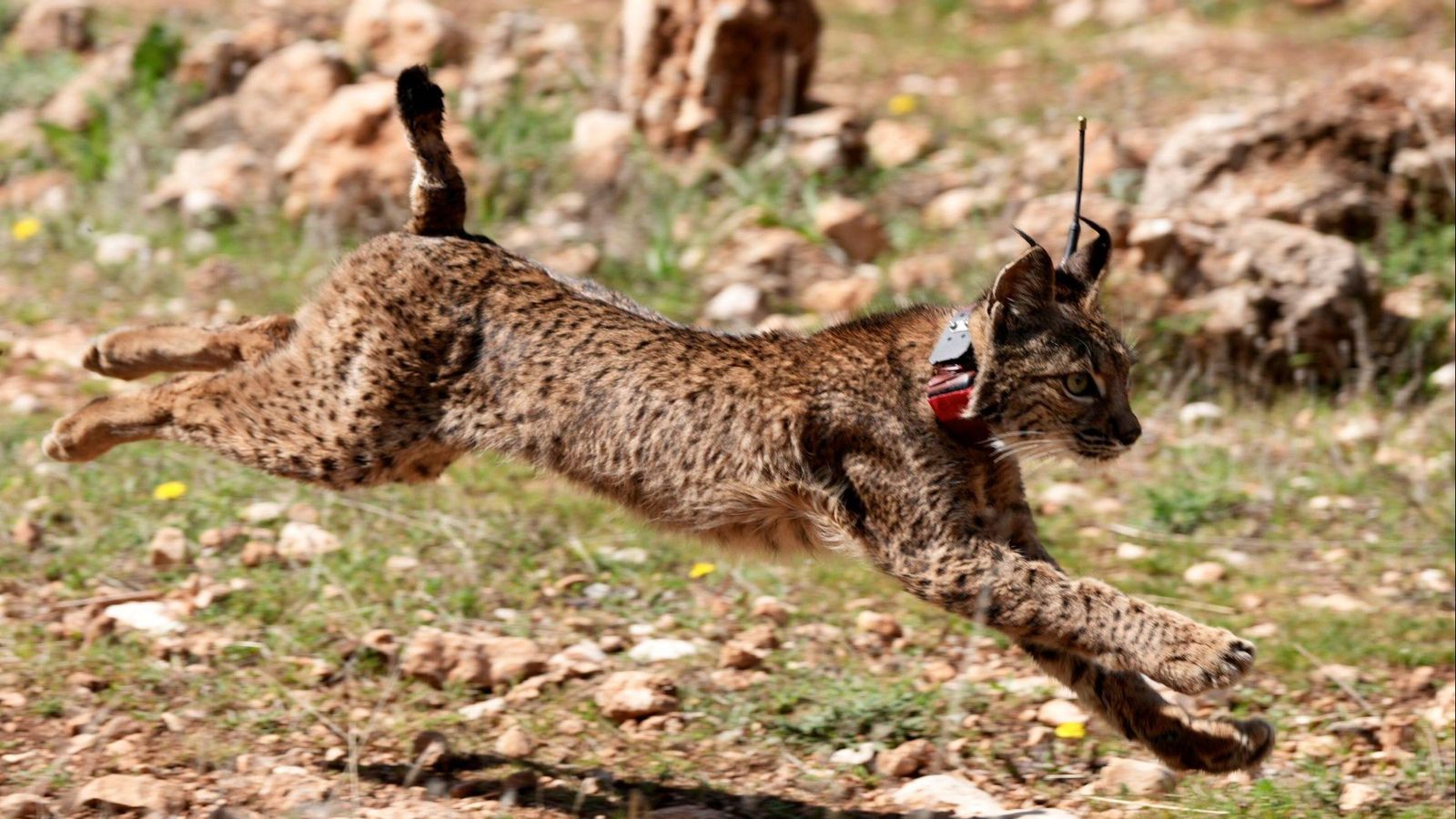 Uno de los ejemplares de lince ibérico liberados en Sierra Arana