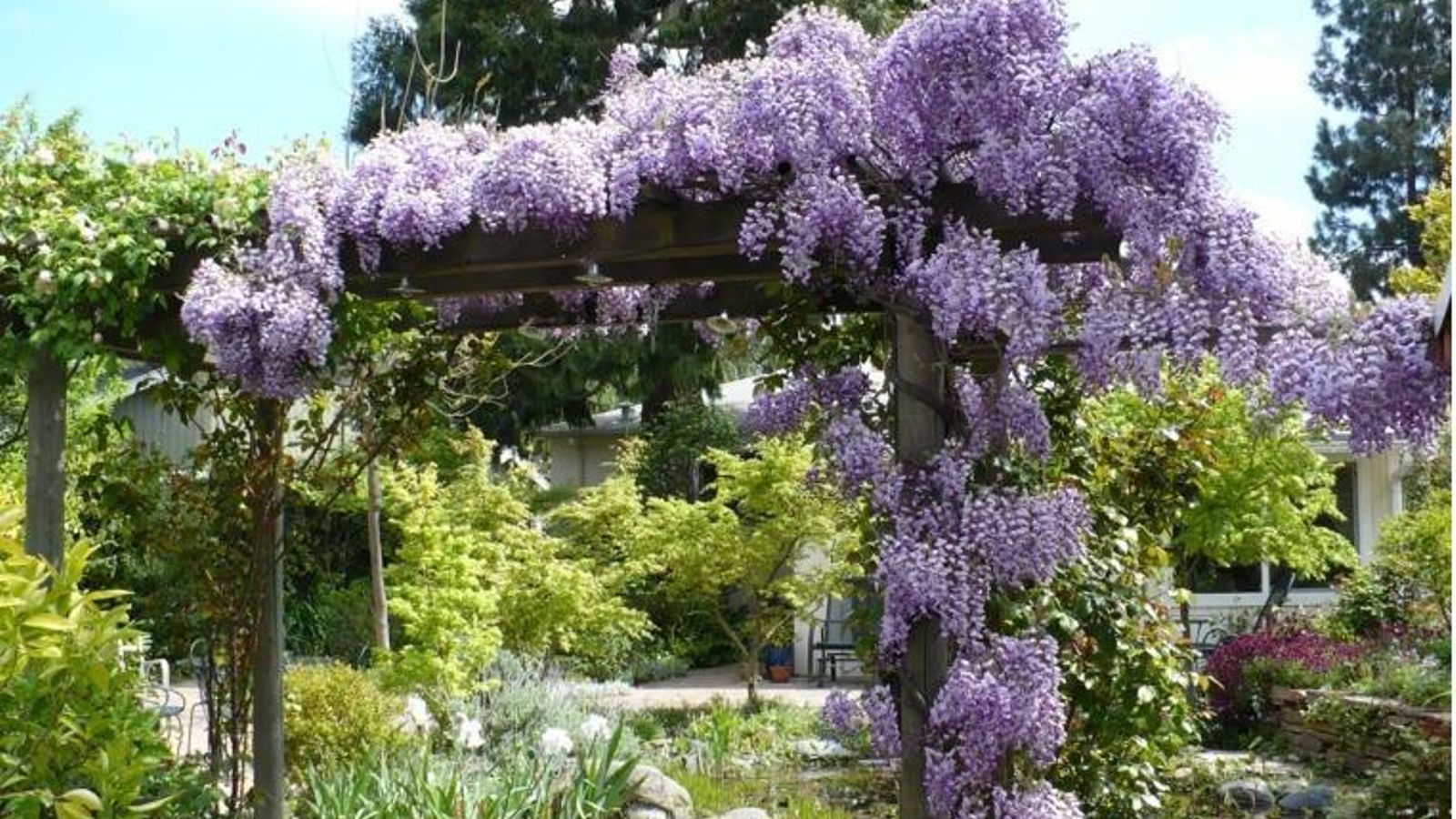 Glicina para un jardín en primavera.