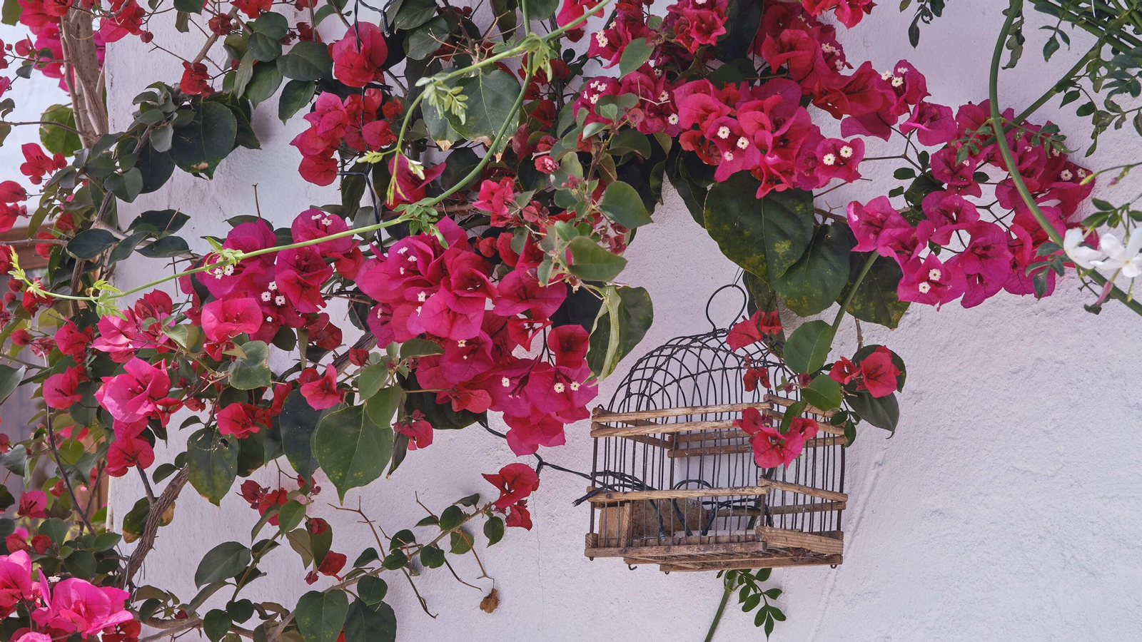 Fiesta de los patios 2023 de El Puerto