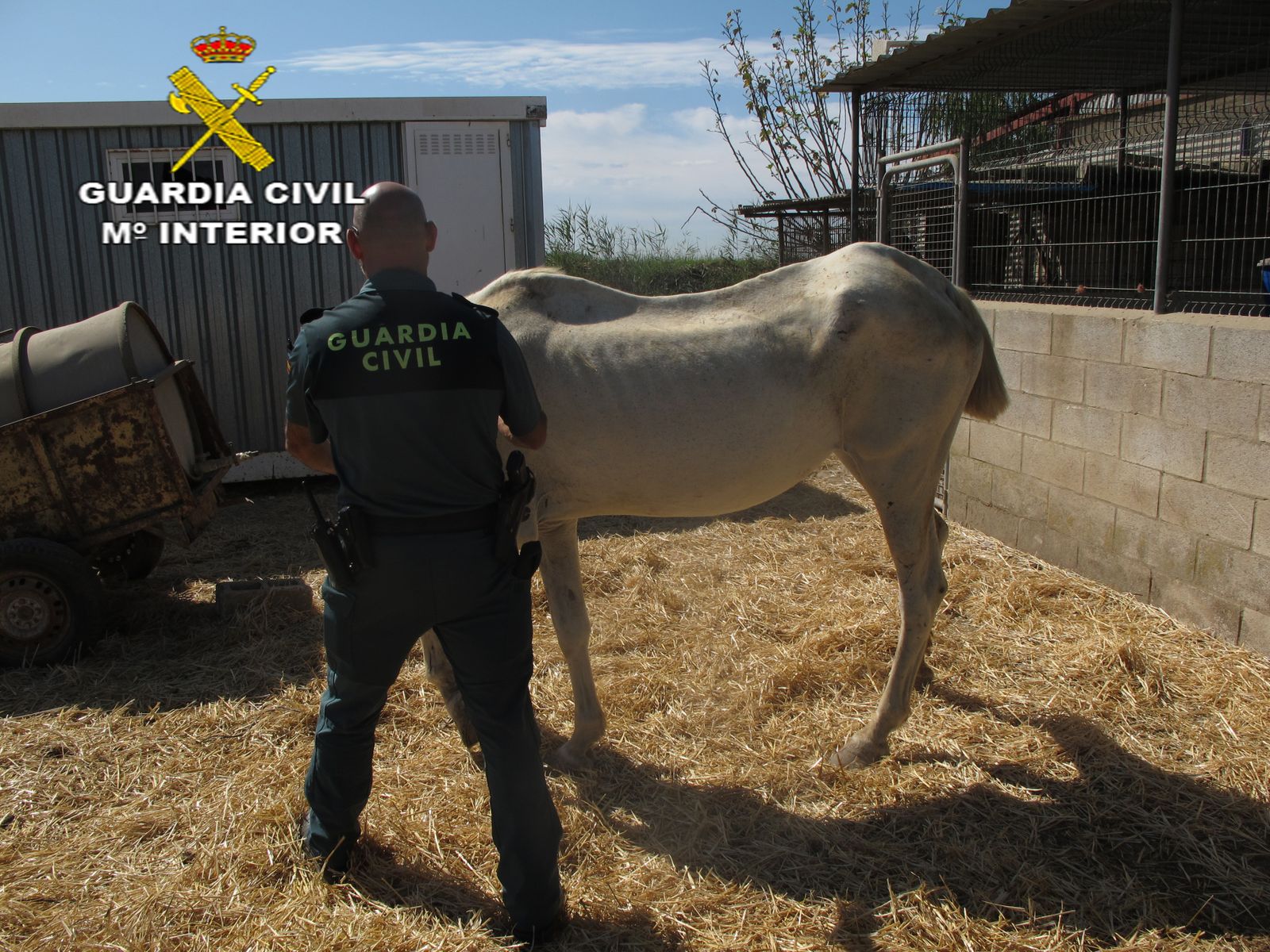 Uno de los caballos desnutridos.