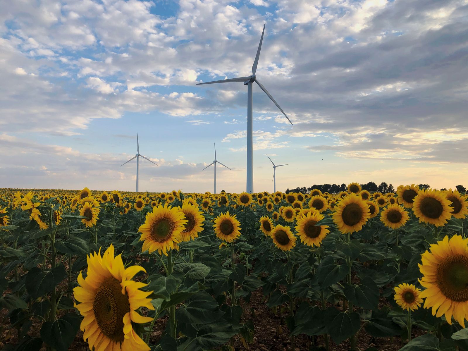 Campo de girasoles que se extiende junto al parque eólico de Carrasquillo