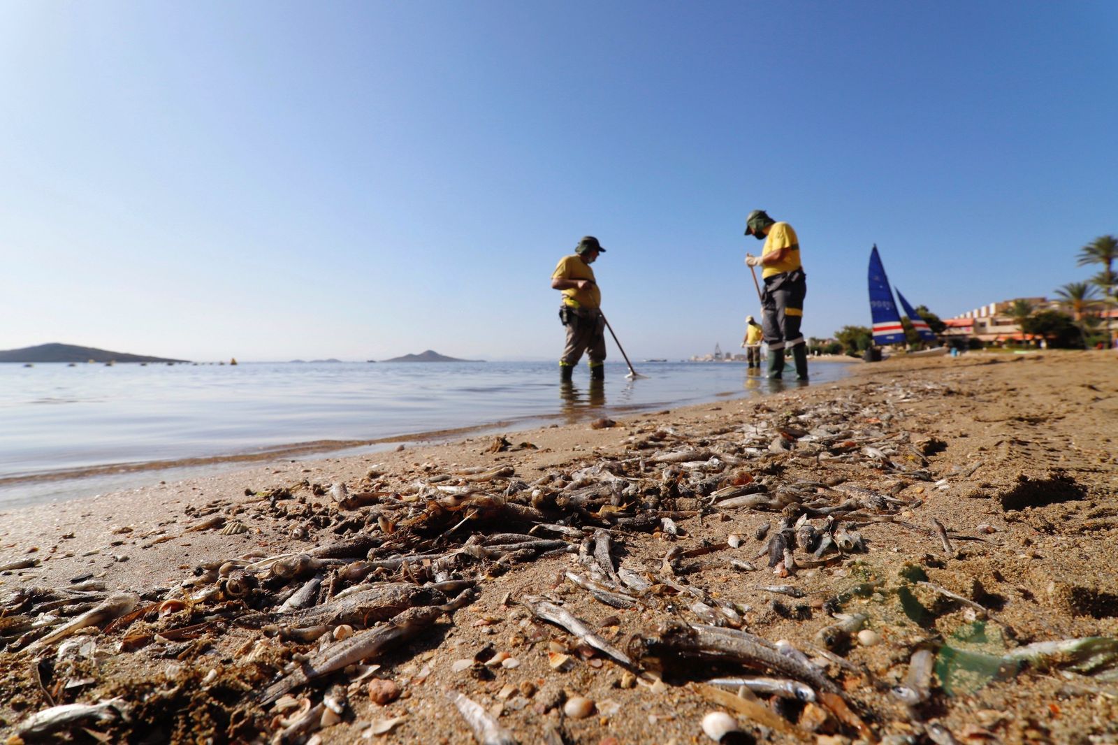 Una playa de Murcia plagada de peces muertos