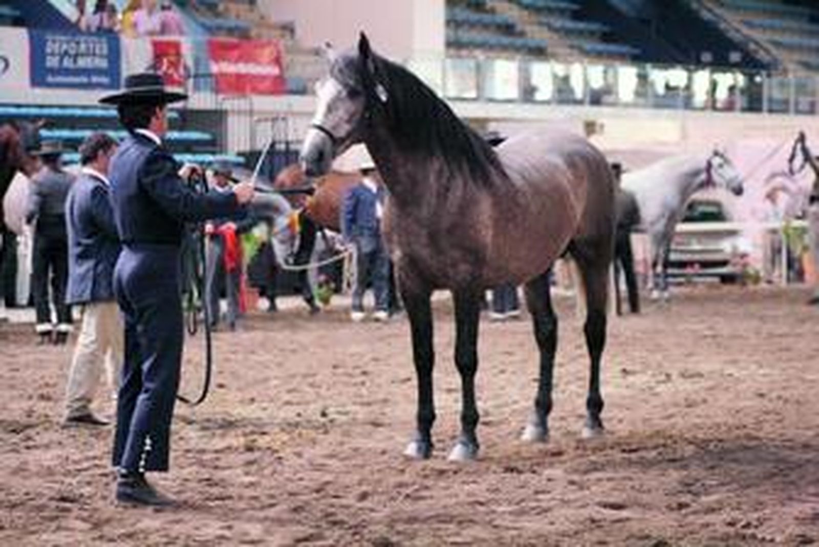 El interior del Palacio acoge las pruebas del concurso morfofuncional.