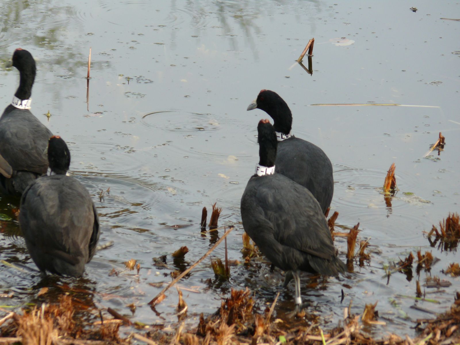 Las imágenes de la suelta de fochas cornudas y porrones pardos