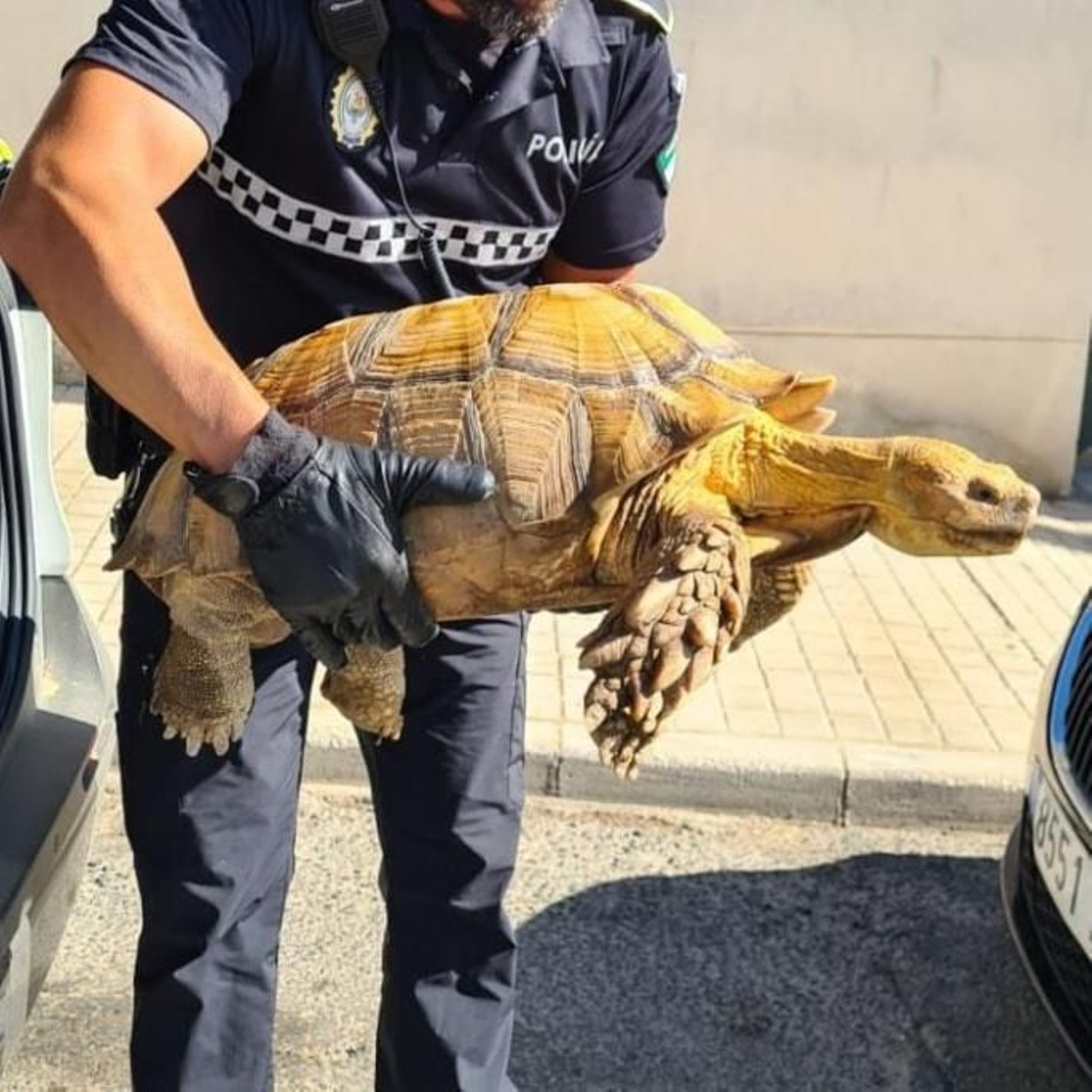 Encuentran en el Guadalquivir una tortuga Sulcata, la más grande de África