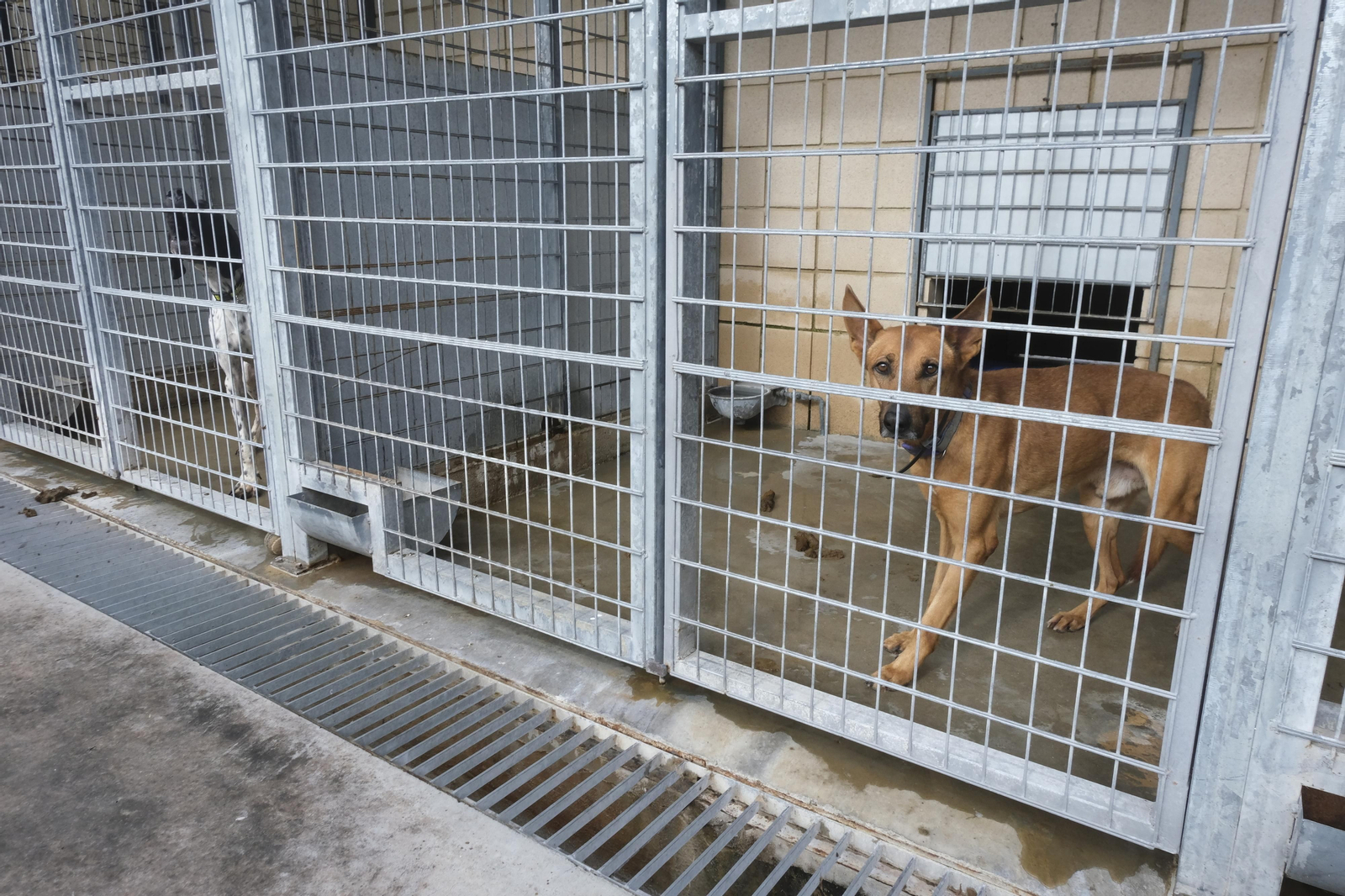 Perros del Centro de Salud y Bienestar Animal de Sadeco.
