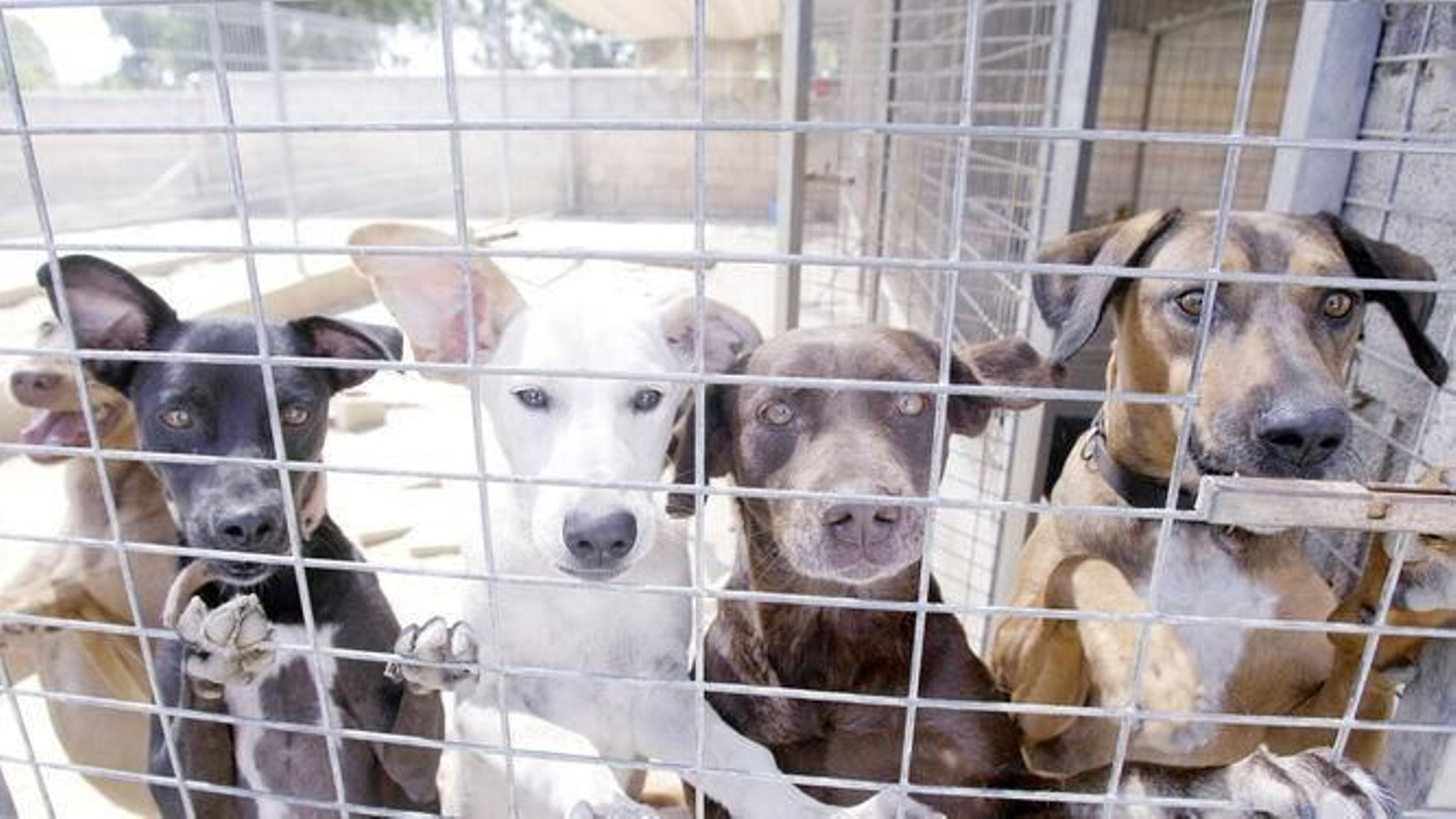 Imagen de archivo de perros en una protectora.
