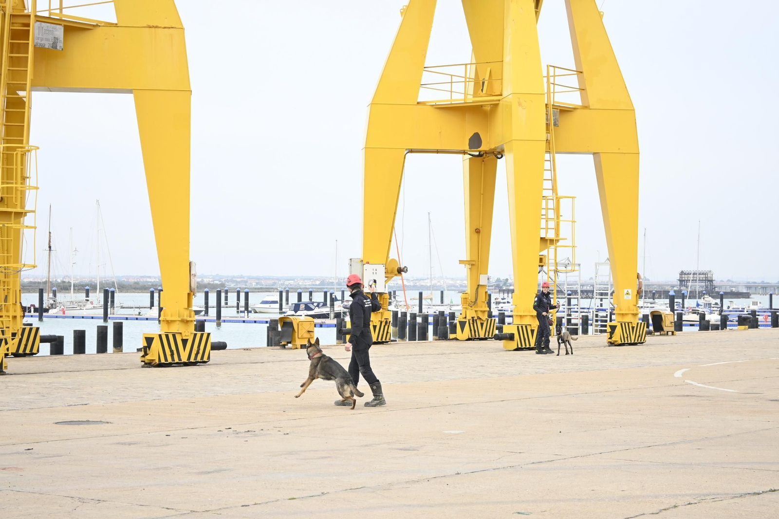Práctica de la Unidad Canina y el Equipo de Intervención de Bomberos Unidos Sin Fronteras, en imágenes