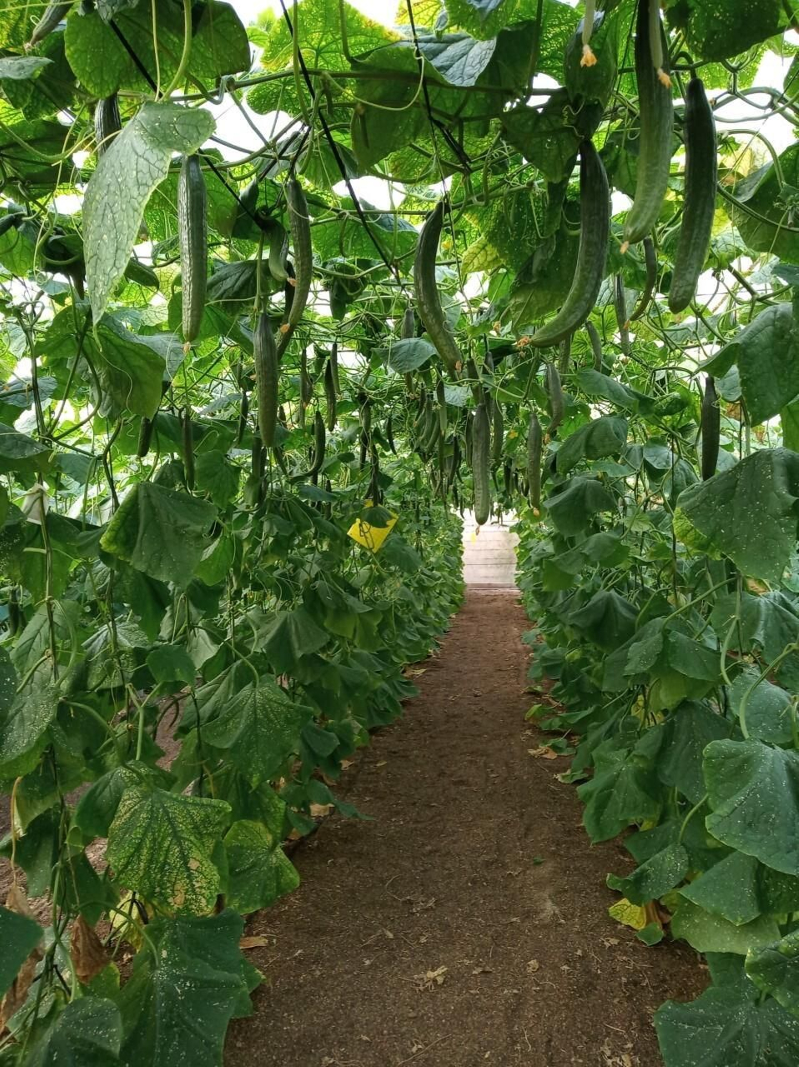 El precio del pepino tipo Almería es un 81% inferior al inicio de la temporada agrícola anterior