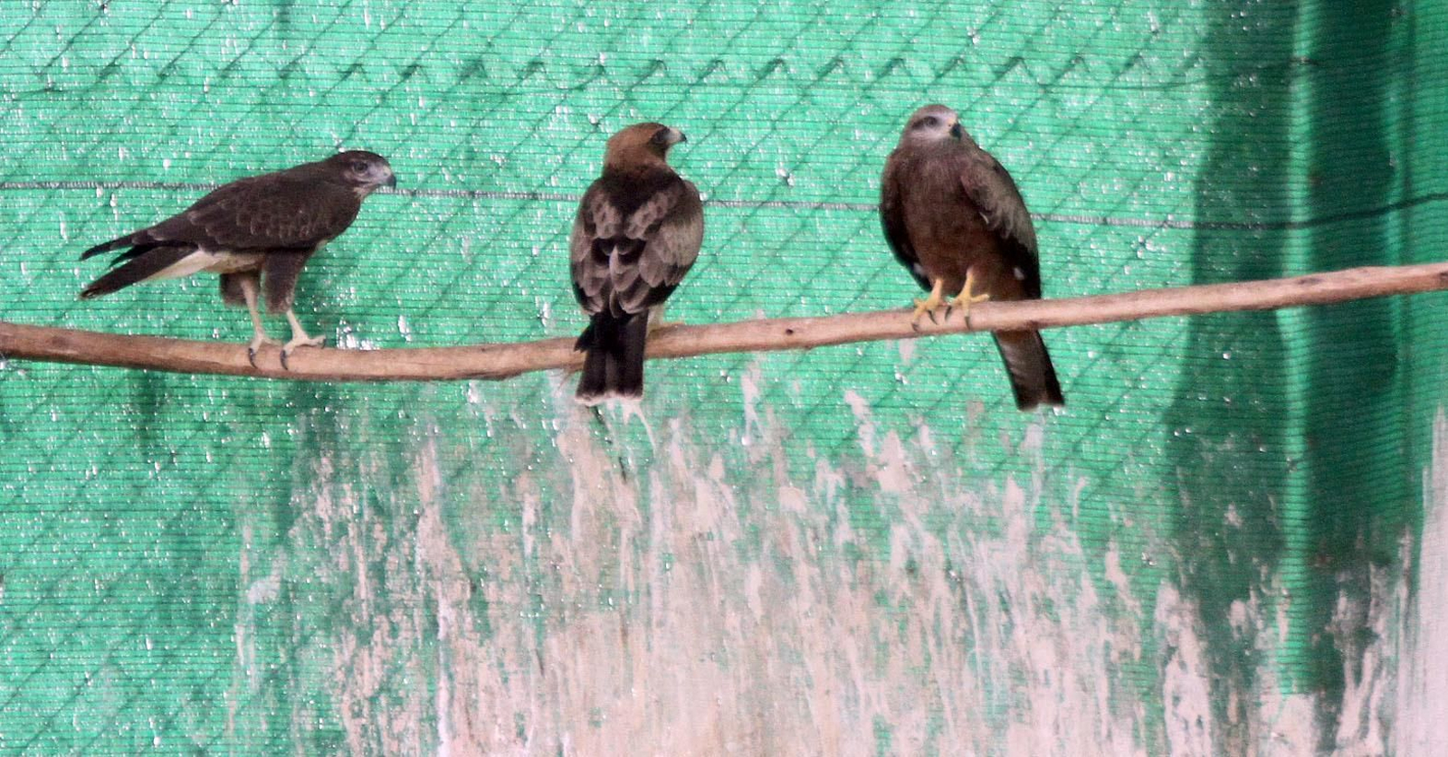 Centro de especies protegidas CREA-CEGMA