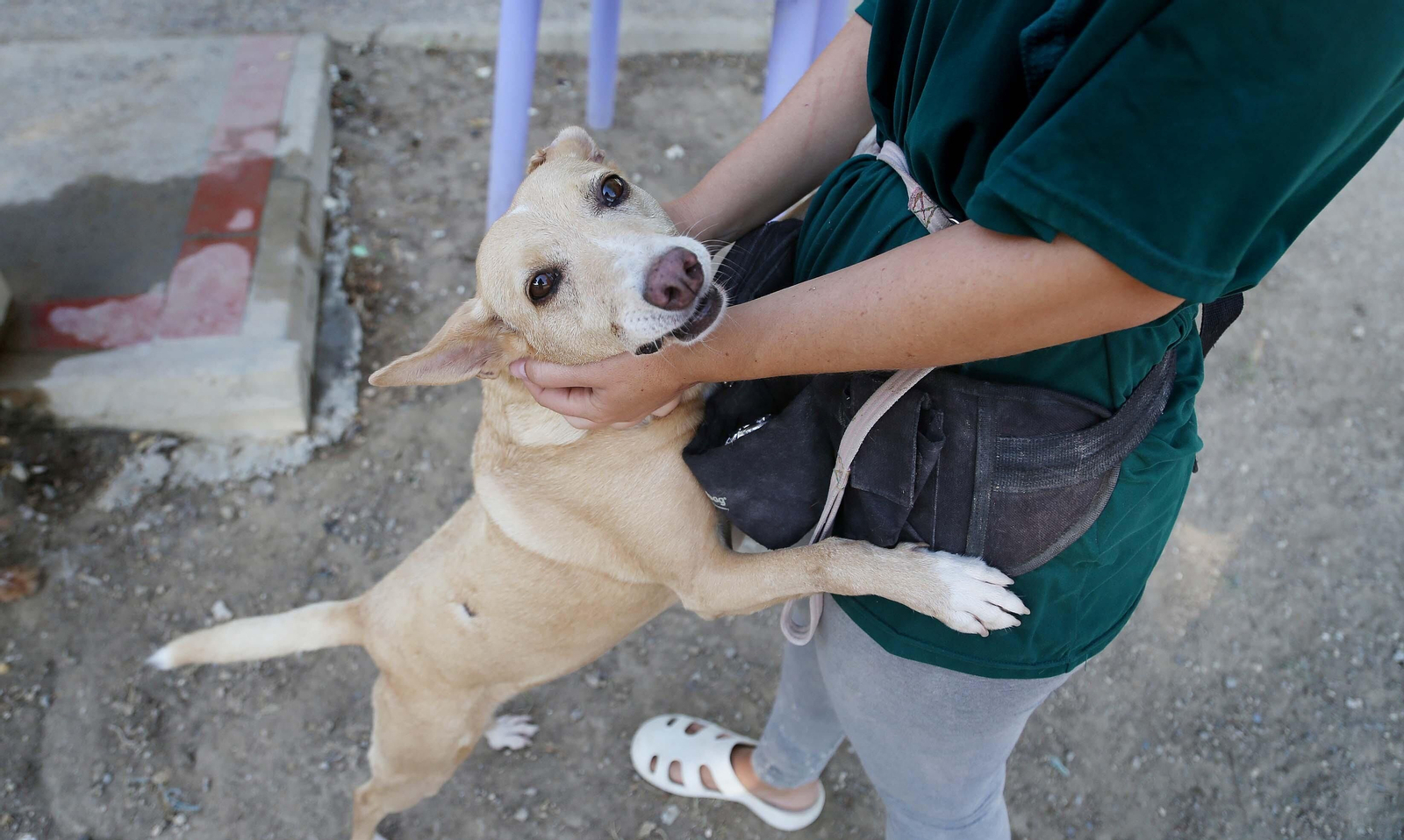 Una colaboradora de No Me Abandones juega con una de las perritas de la protectora. Una colaboradora de No Me Abandones juega con una de las perritas de la protectora.