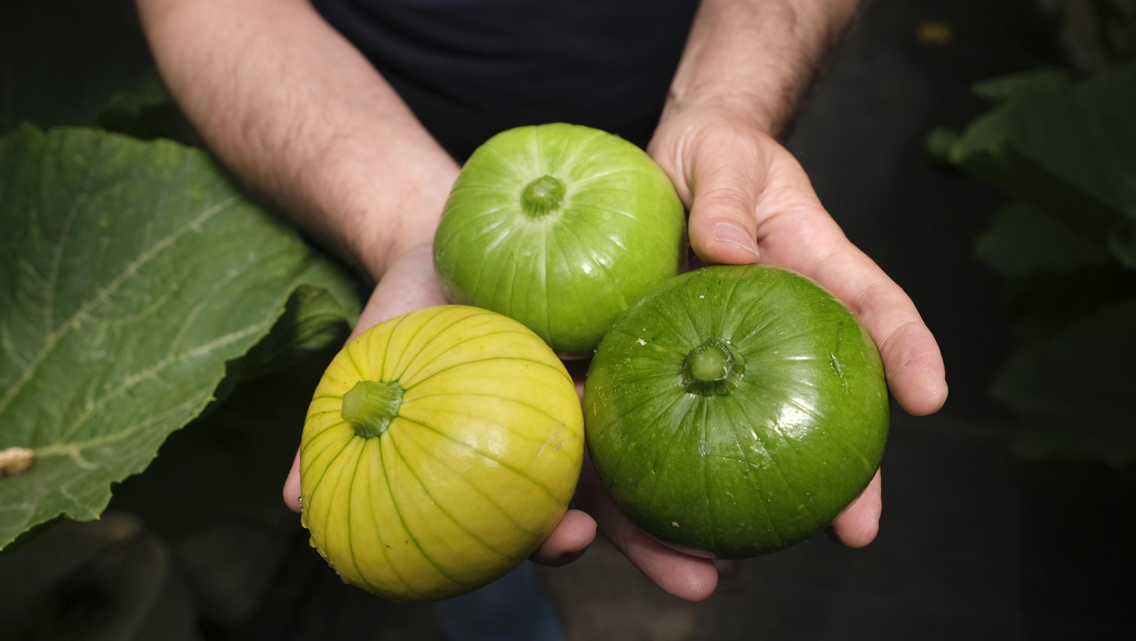 Presentación del nuevo producto de Beyond Seeds, Zucchielo, en el IFAPA de La Mojonera