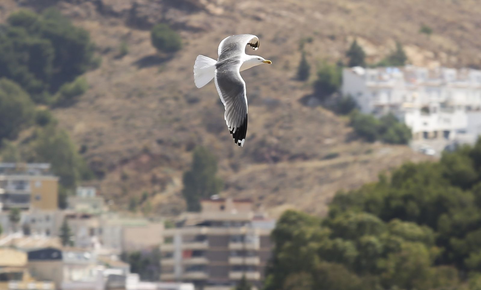 Las dos caras de las gaviotas