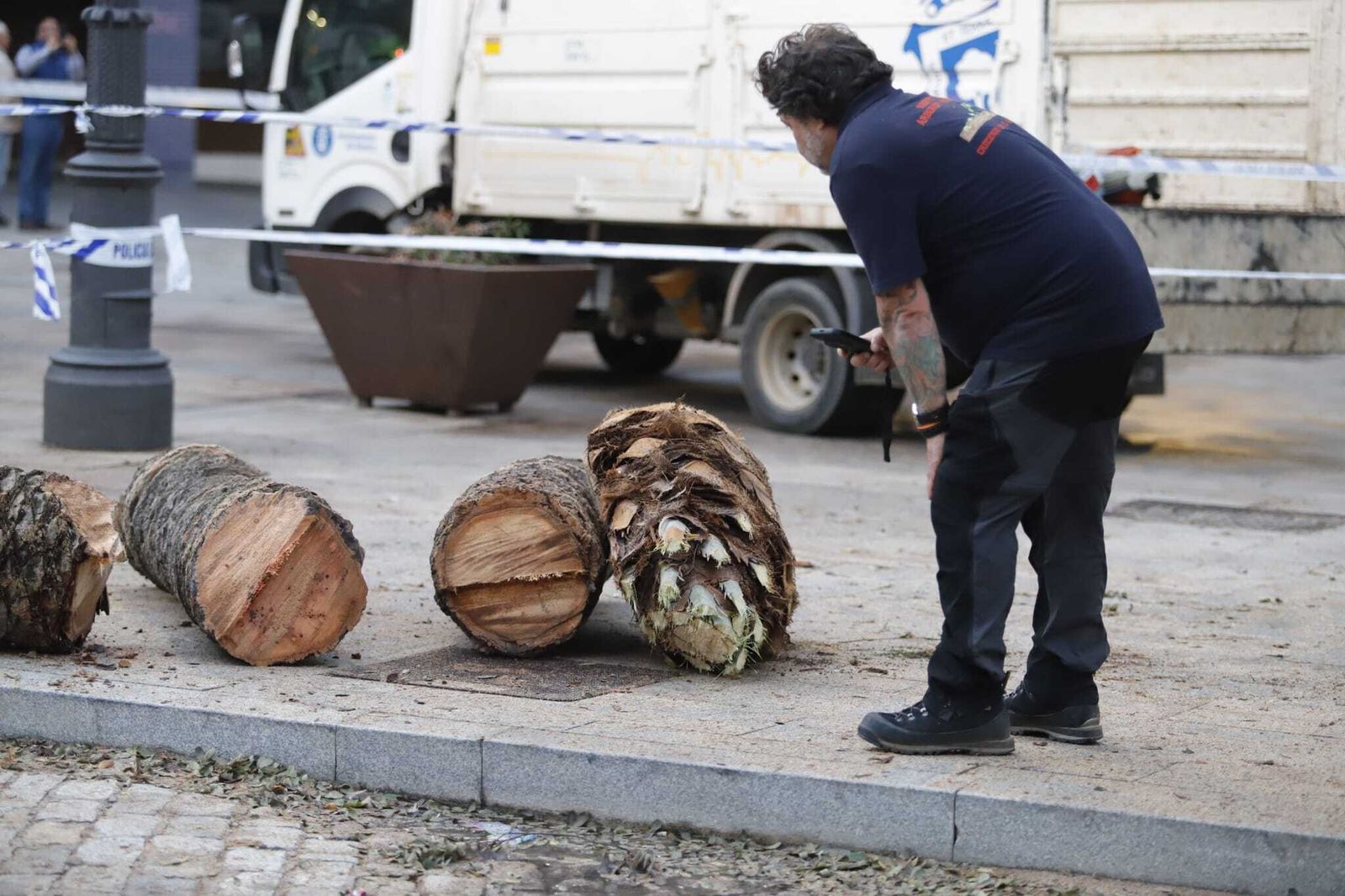 Las imágenes de la tala de la emblemática Palmera de Huelva