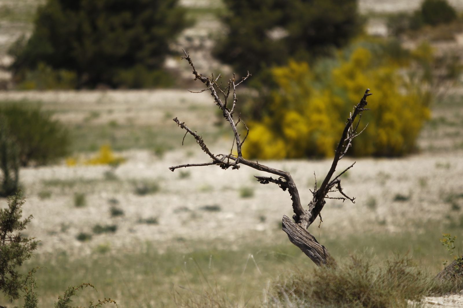 Imágenes de la sequía que golpea con dureza la producción de cereal en Los Vélez