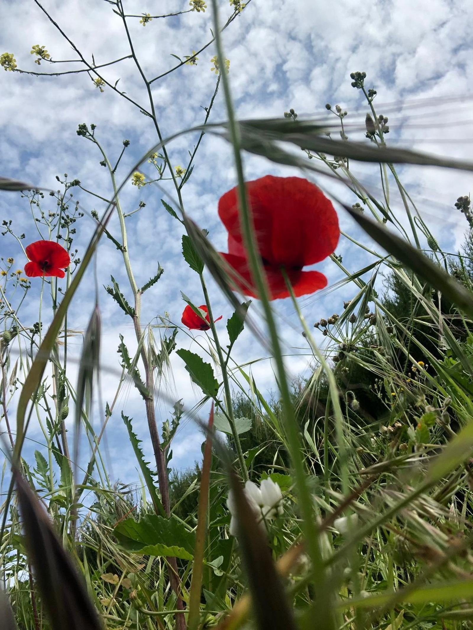 Las fotografías de la primavera en la Campiña de Córdoba