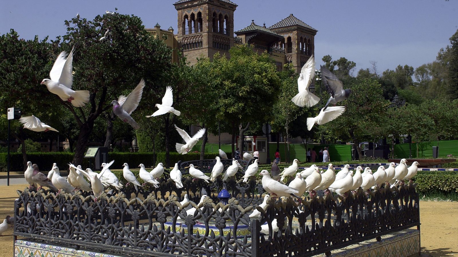Palomas en el Parque de María Luisa.