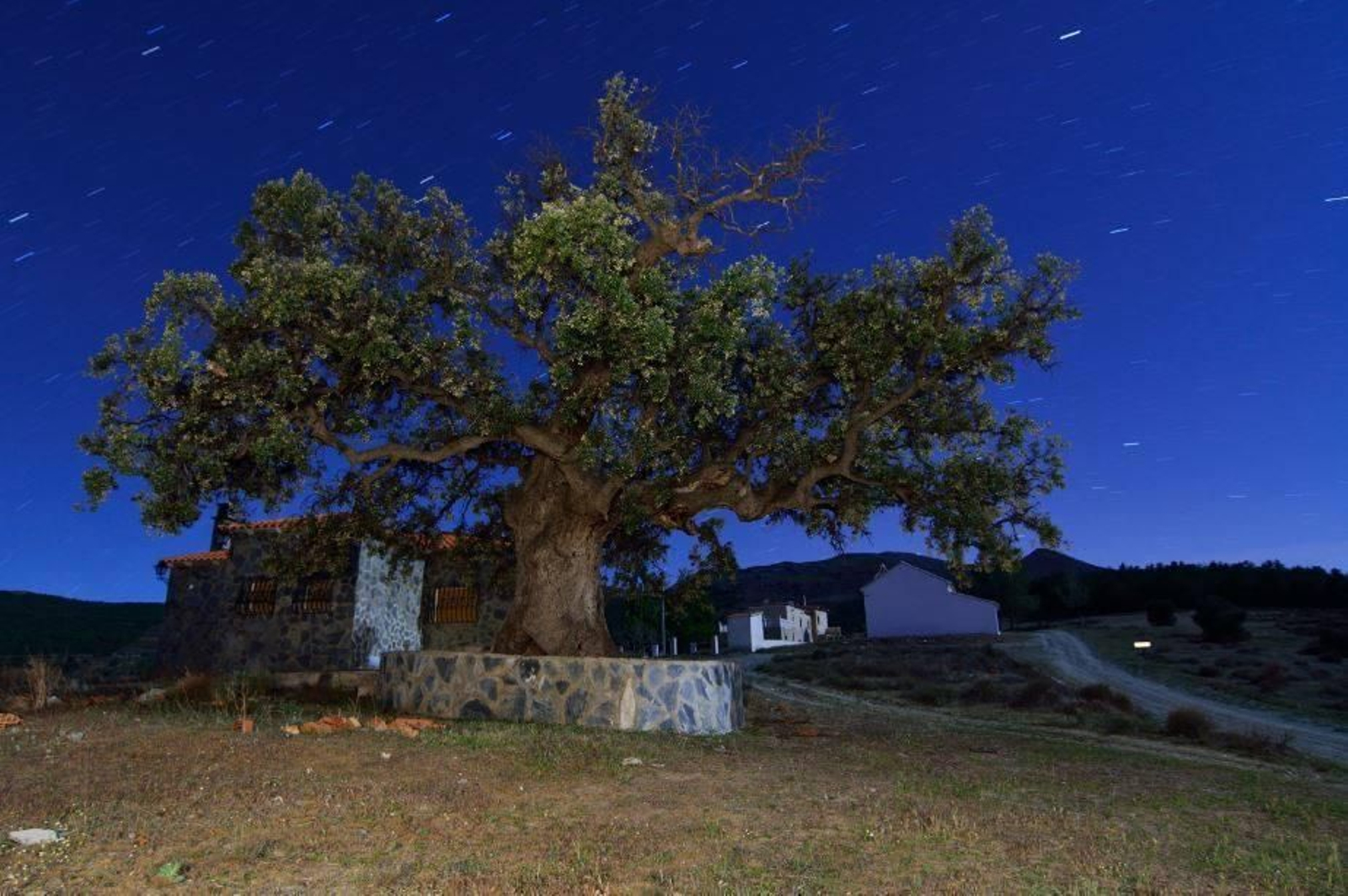 Encina del Marchal del Abogado