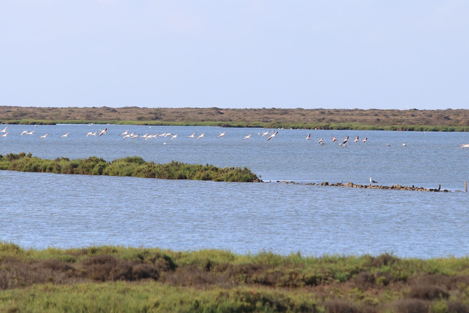 Las imágenes de las Salinas de Cabo de Gata recuperadas y con flamencos