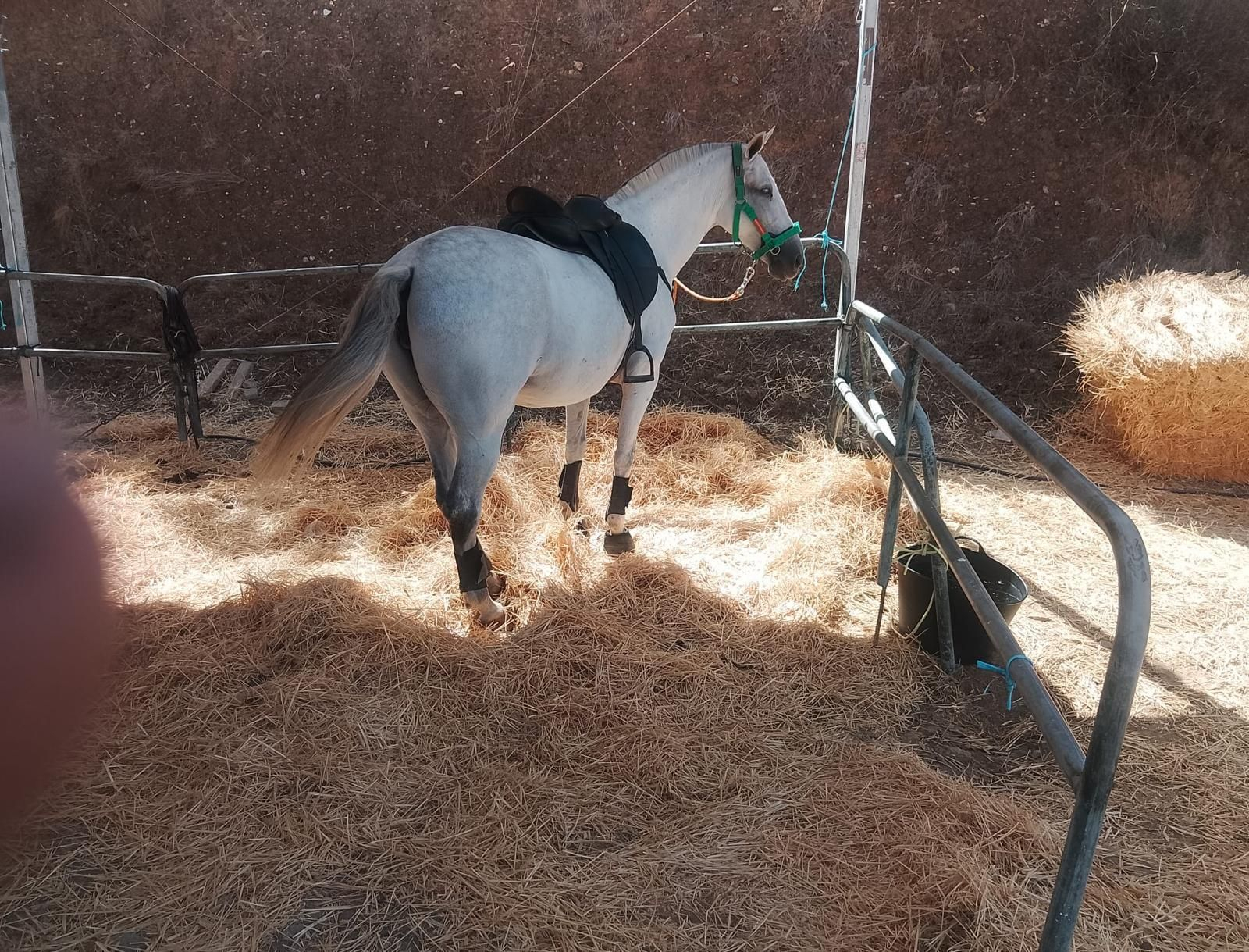 Así se ha vivido la II Feria Equina de Abla