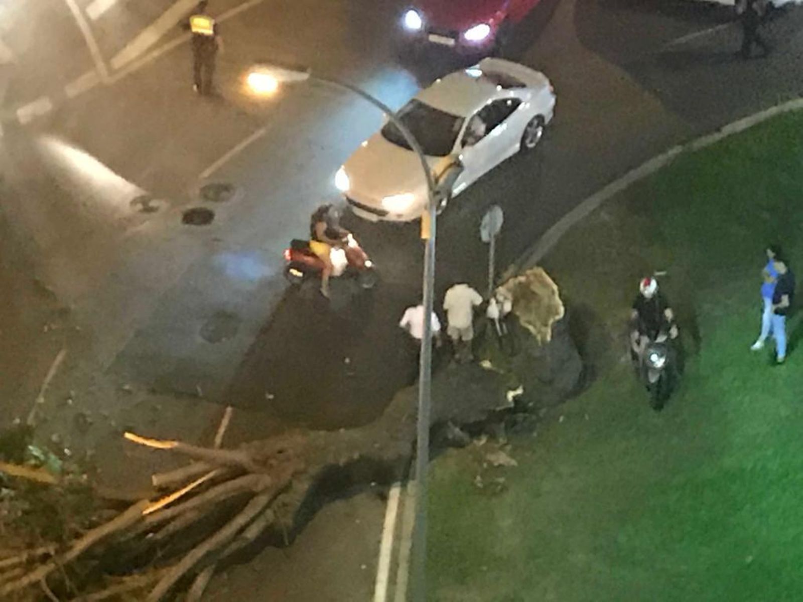 Un árbol se desploma en la rotonda de Juan Ramón Jiménez.
