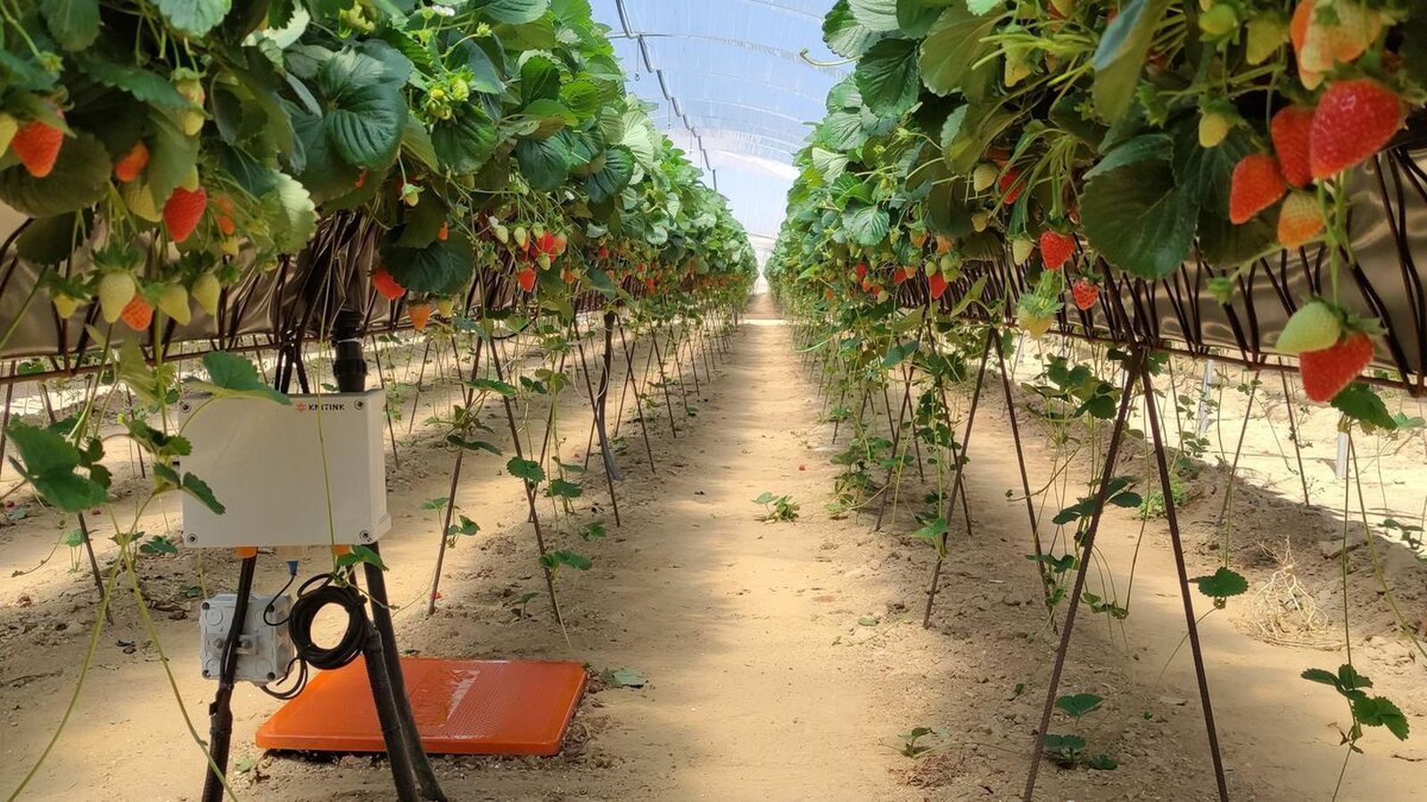 Sistema de riego inteligente de Knitnk Technologies