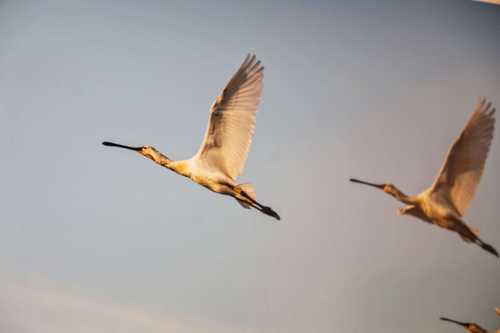 Exposición del Concurso de Fotografía 'Alas del Odiel'