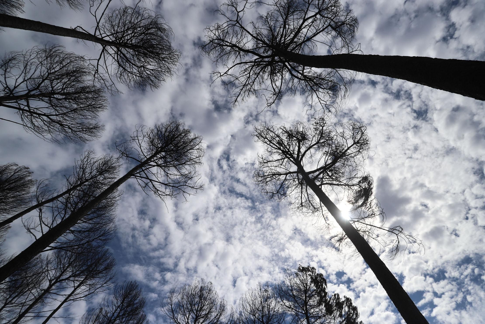 Imágenes de la devastación causada en los montes por el incendio de Almonaster la Real