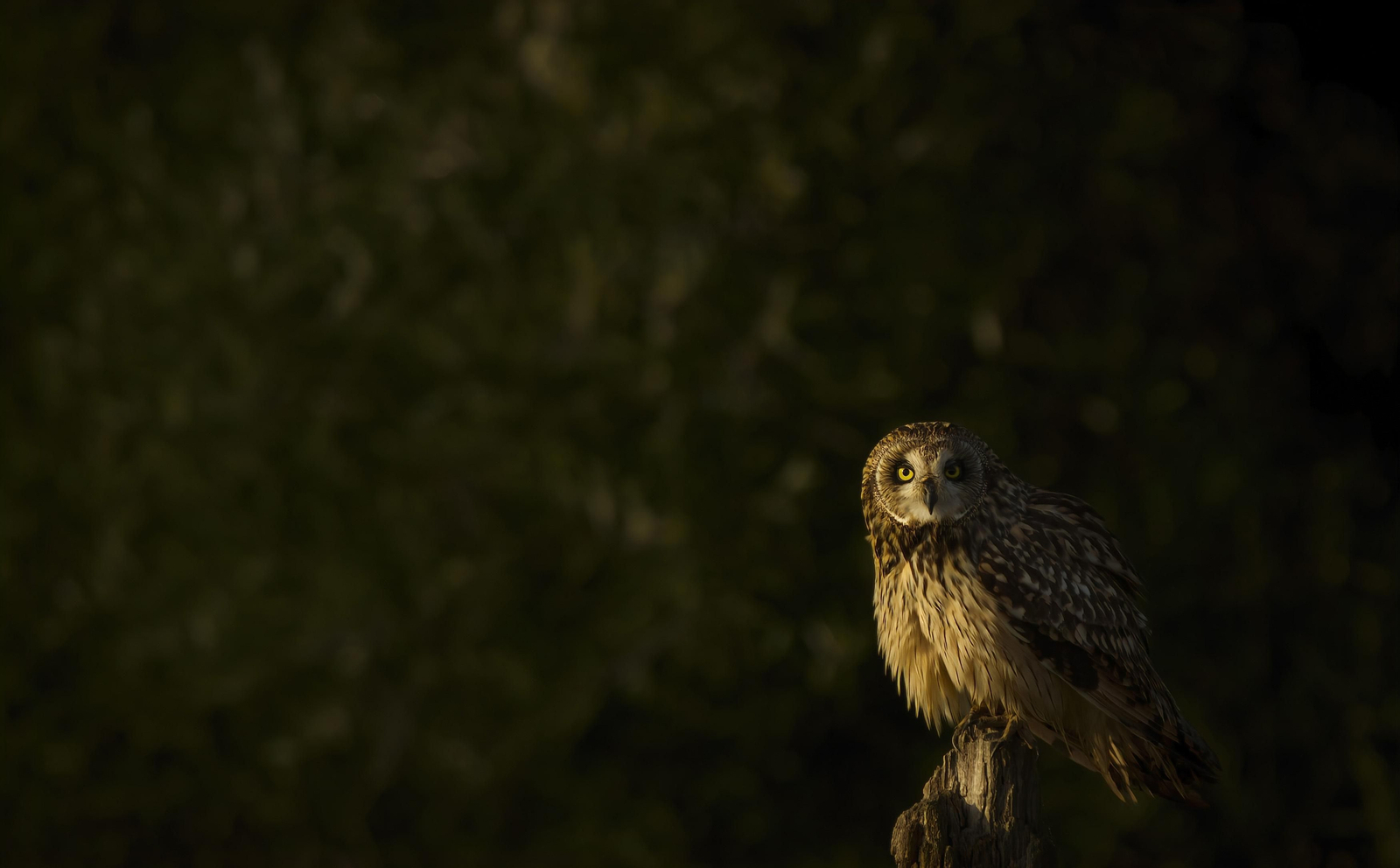 Doñana, imágenes de un mosaico de ecosistemas único