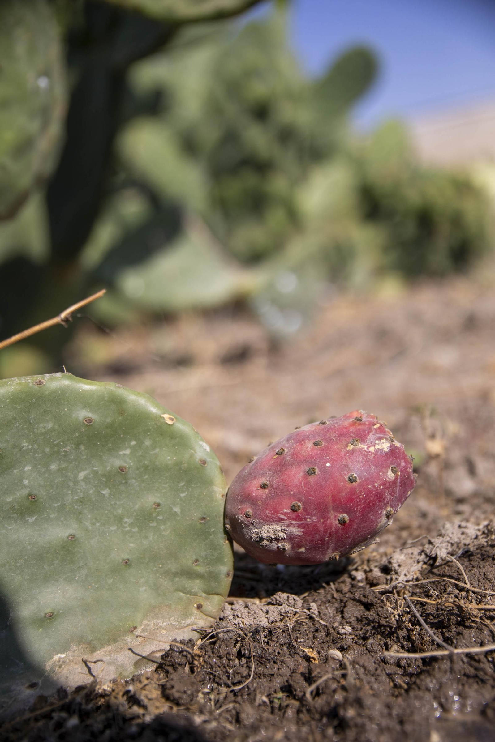 Plantación de chumbos de Níjar